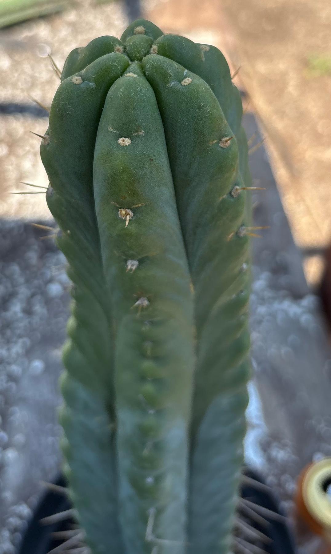 #EC343 EXACT Trichocereus Lost Label Cactus 20-Cactus - Large - Exact-The Succulent Source