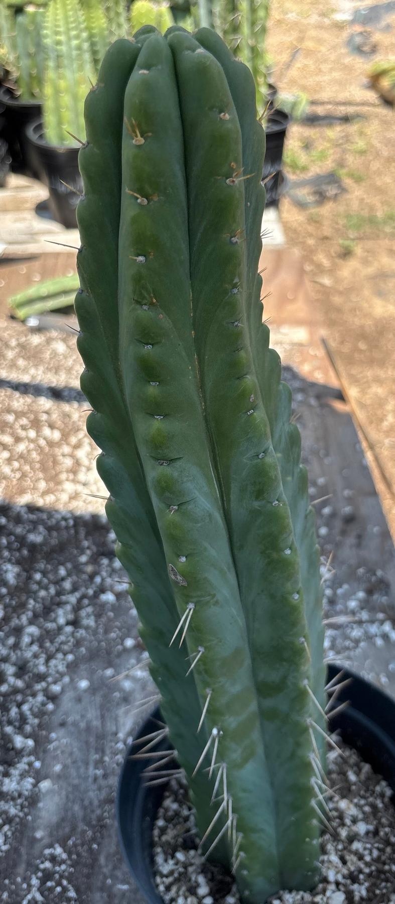 #EC343 EXACT Trichocereus Lost Label Cactus 20-Cactus - Large - Exact-The Succulent Source