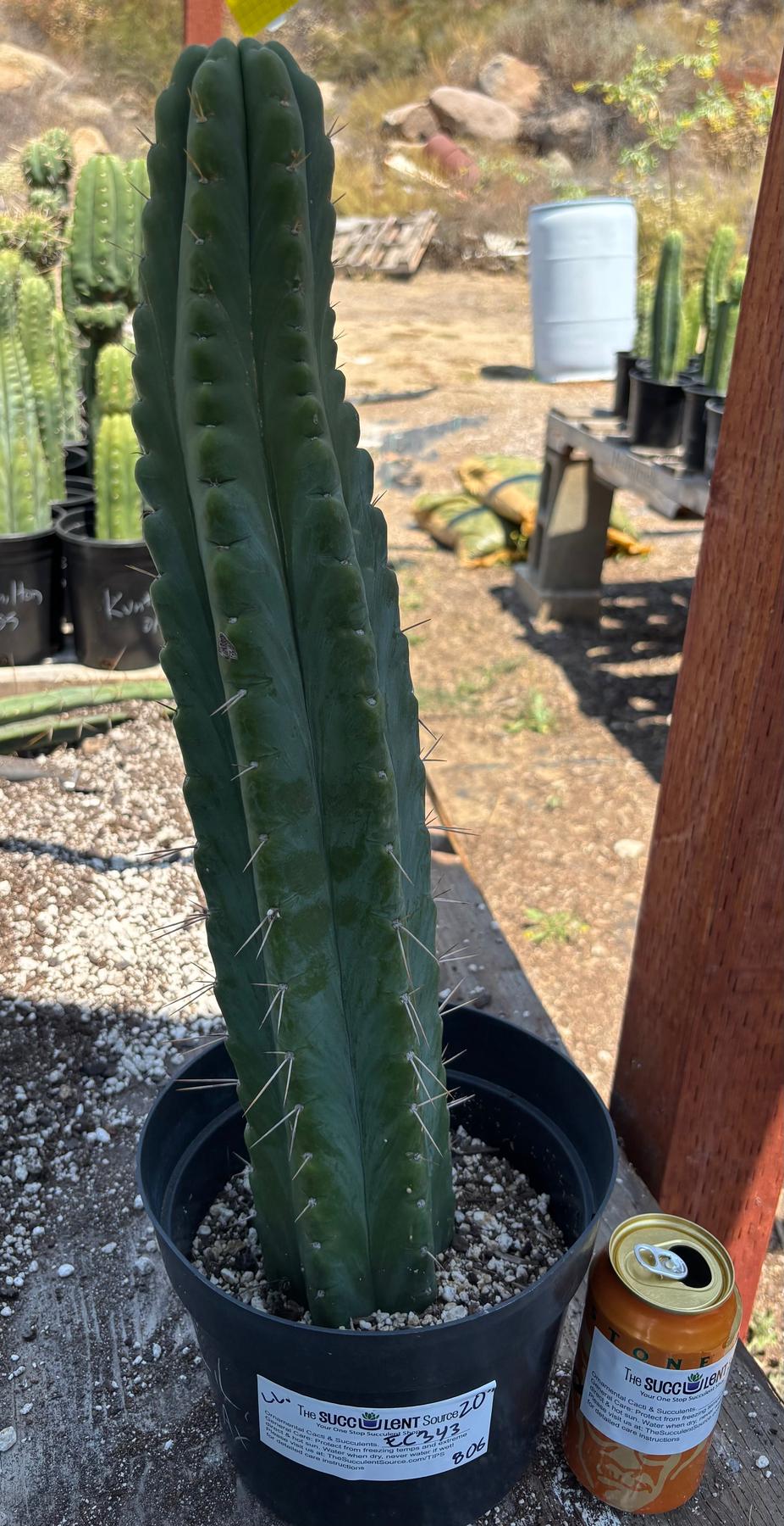 #EC343 EXACT Trichocereus Lost Label Cactus 20-Cactus - Large - Exact-The Succulent Source