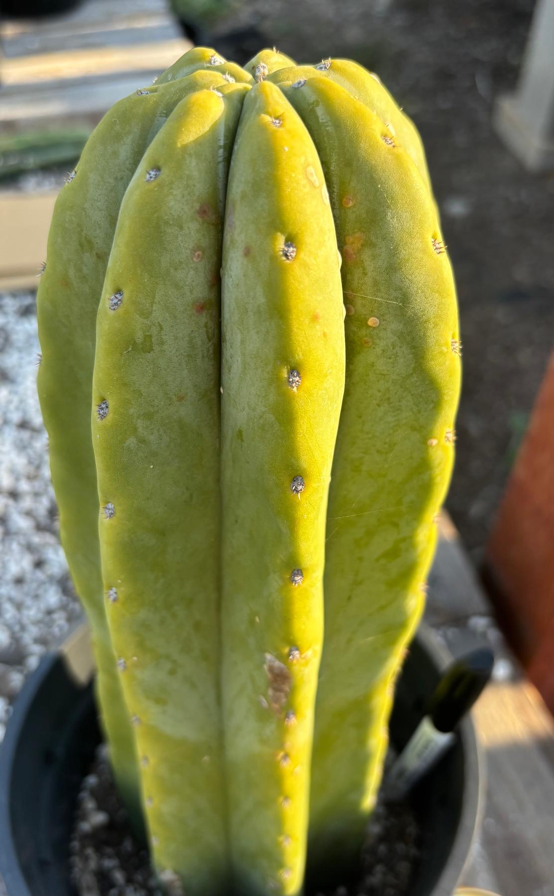 #EC344 EXACT Trichocereus Pachanoi Goliath X Scop MSS Cactus 13"-Cactus - Large - Exact-The Succulent Source