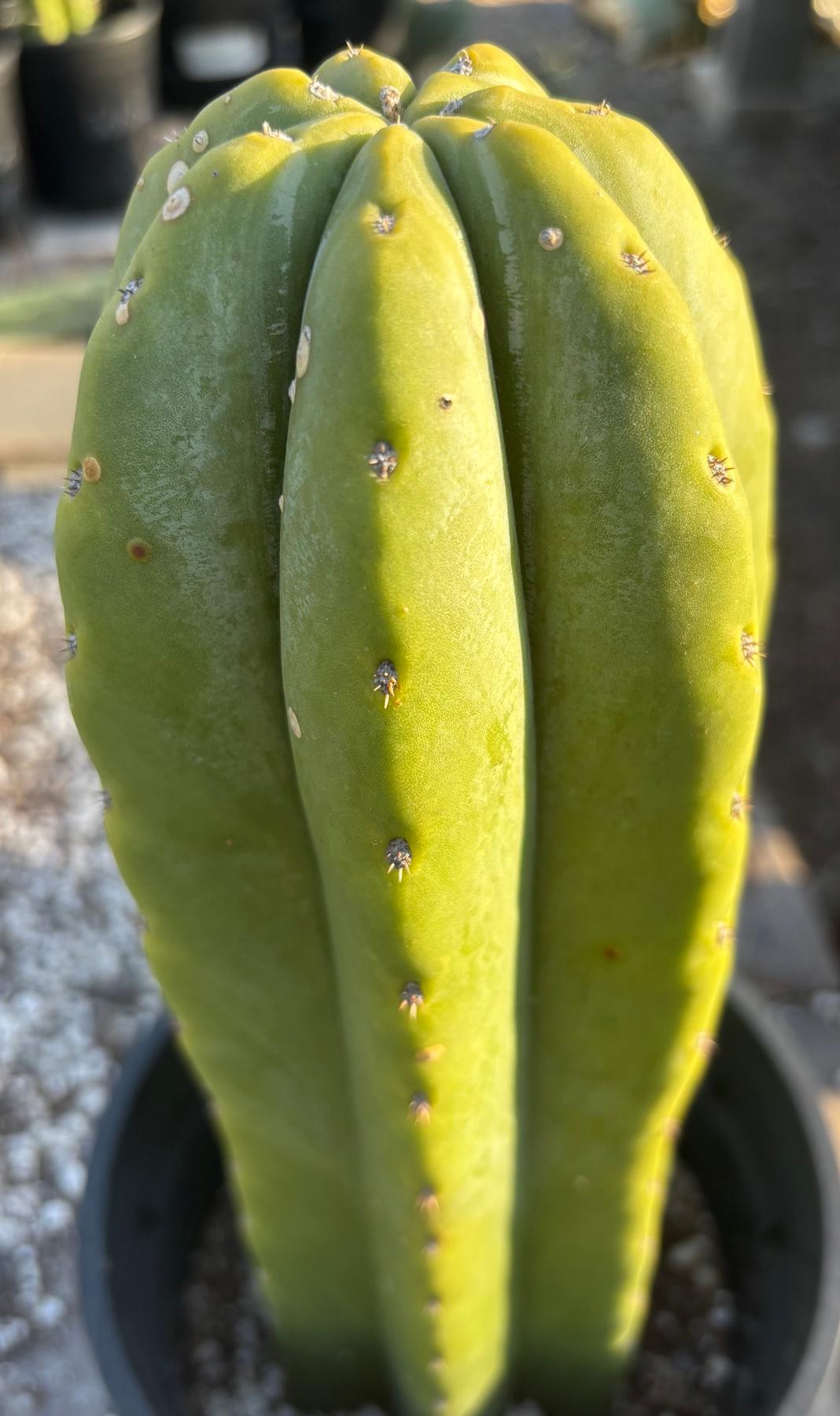 #EC344 EXACT Trichocereus Pachanoi Goliath X Scop MSS Cactus 13"-Cactus - Large - Exact-The Succulent Source
