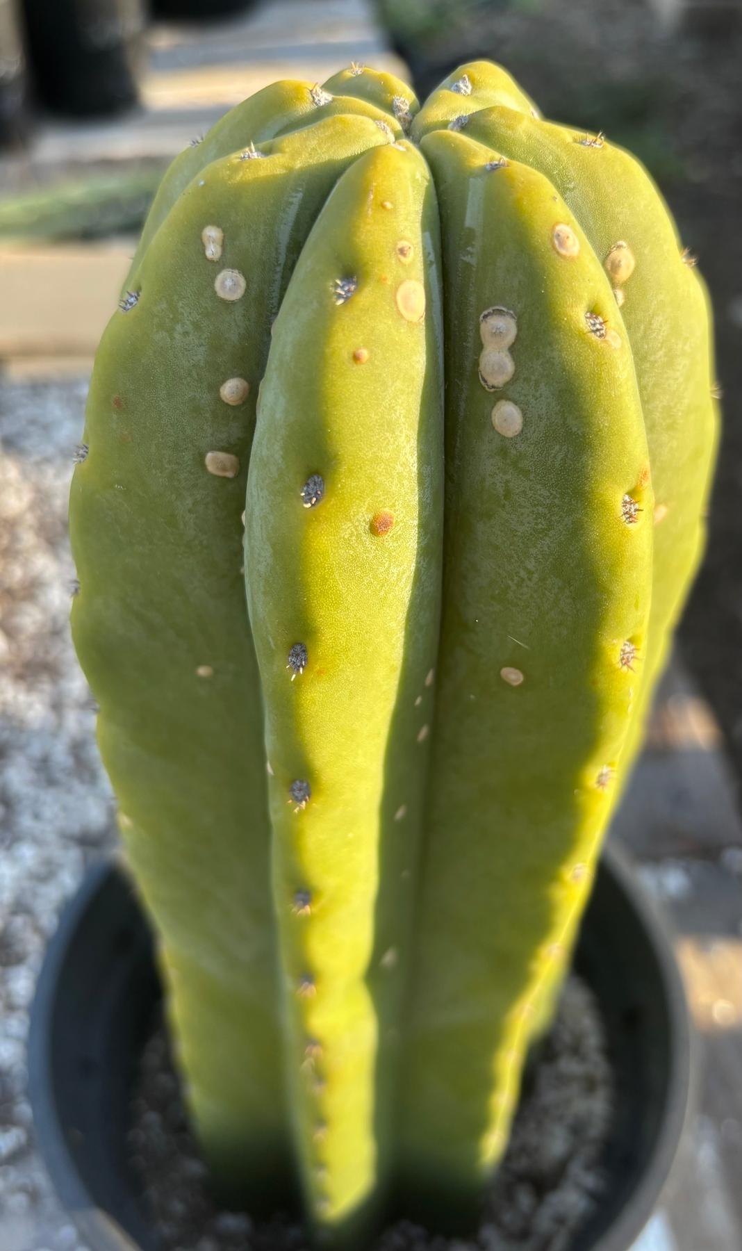 #EC344 EXACT Trichocereus Pachanoi Goliath X Scop MSS Cactus 13"-Cactus - Large - Exact-The Succulent Source