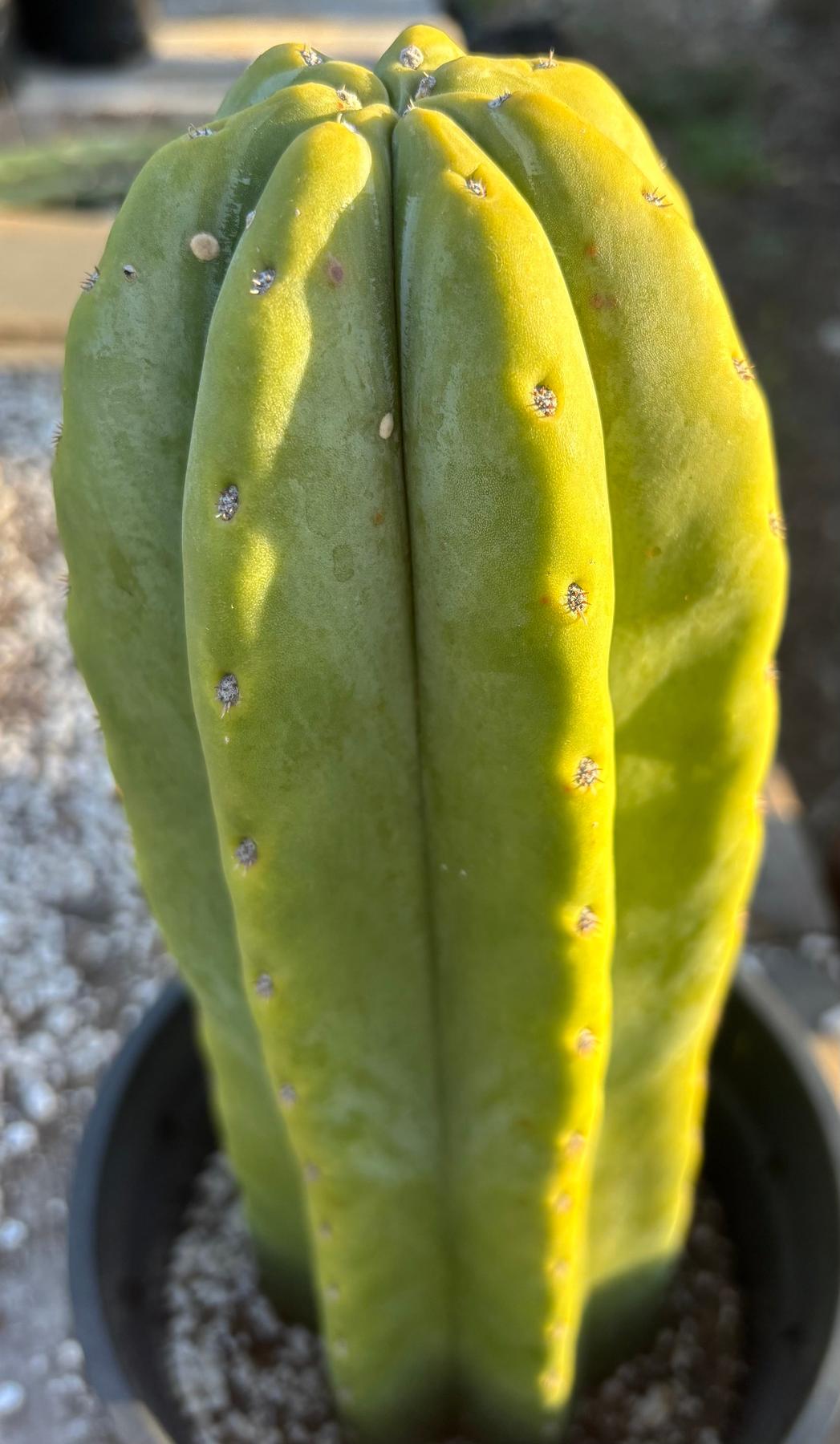 #EC344 EXACT Trichocereus Pachanoi Goliath X Scop MSS Cactus 13"-Cactus - Large - Exact-The Succulent Source