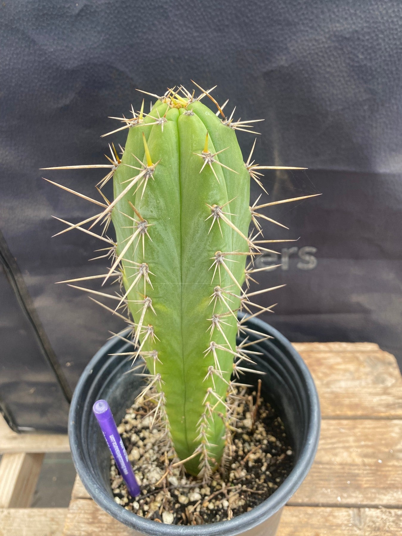 #EC344 EXACT Trichocereus Peruvianus Clyde X Huanucoensis Cactus 10.5"-Cactus - Large - Exact-The Succulent Source