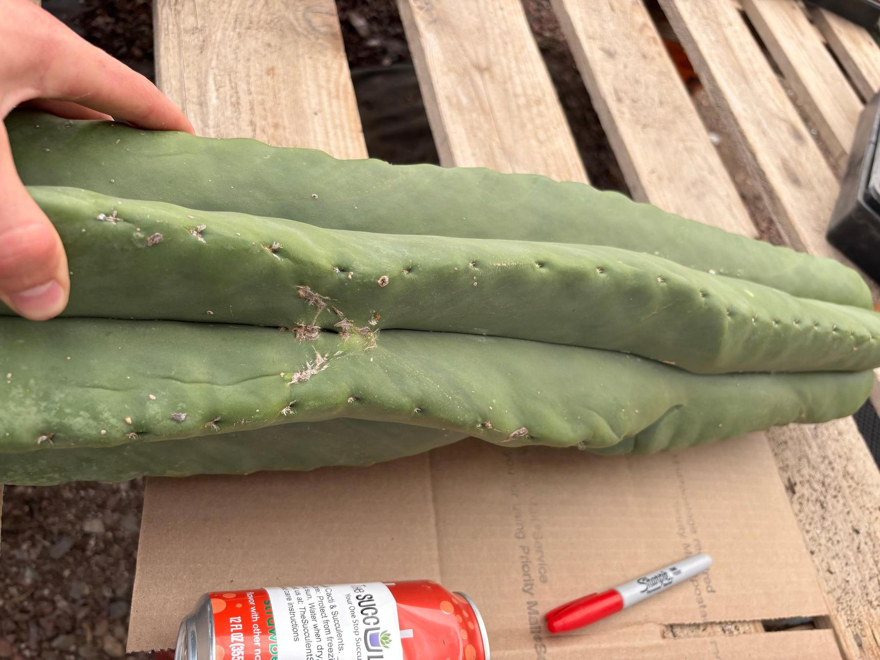 #EC344 EXACT MISPLANT SCOP 25”-Cactus - Large - Exact-The Succulent Source