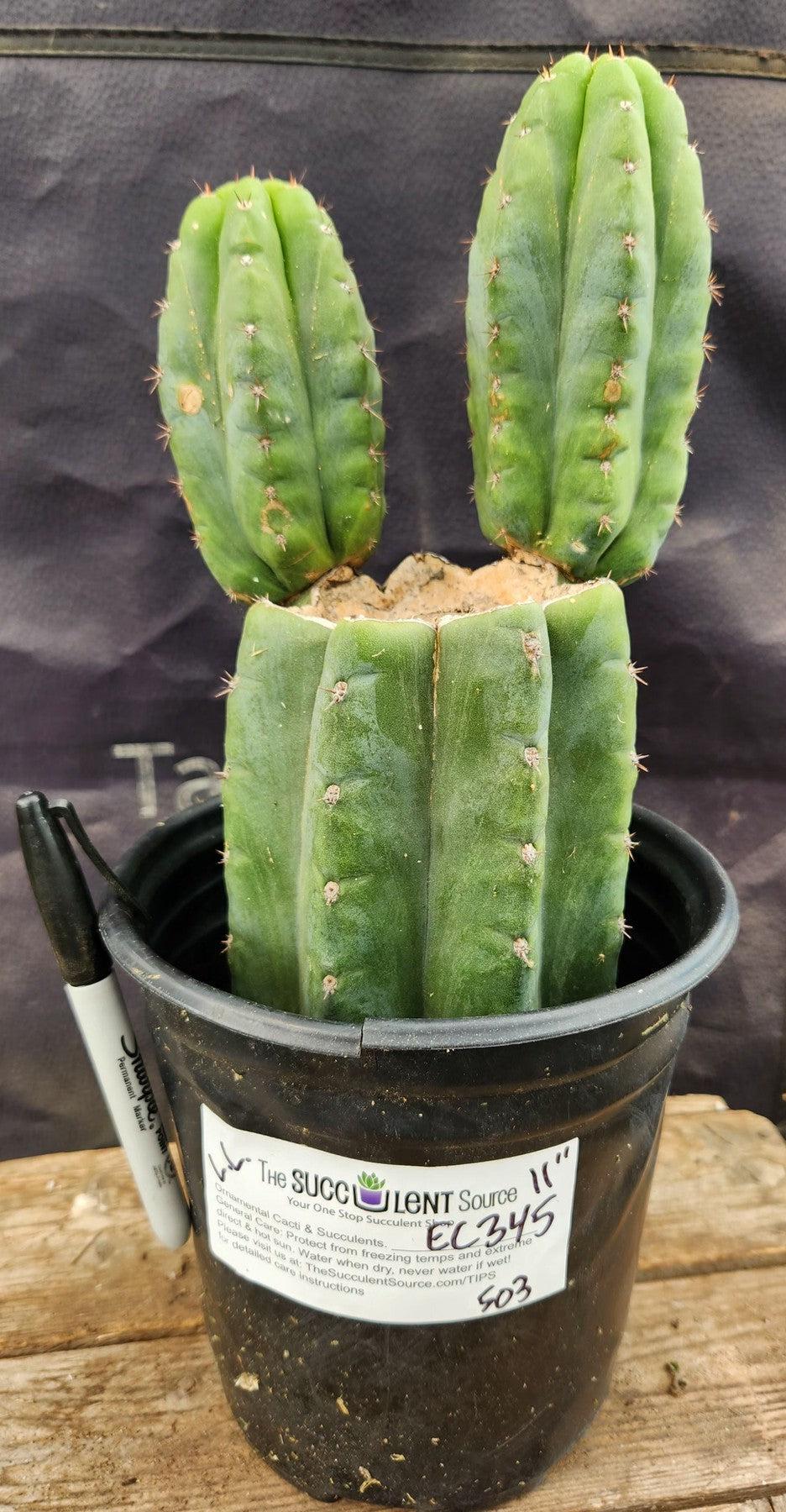#EC345 EXACT Trichocereus Lost Label Cactus 11"-Cactus - Large - Exact-The Succulent Source
