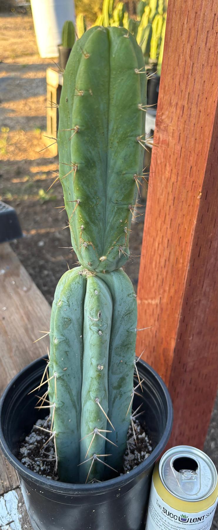 #EC346 EXACT Trichocereus Pachanoi JS444 Cactus 16”-Cactus - Large - Exact-The Succulent Source