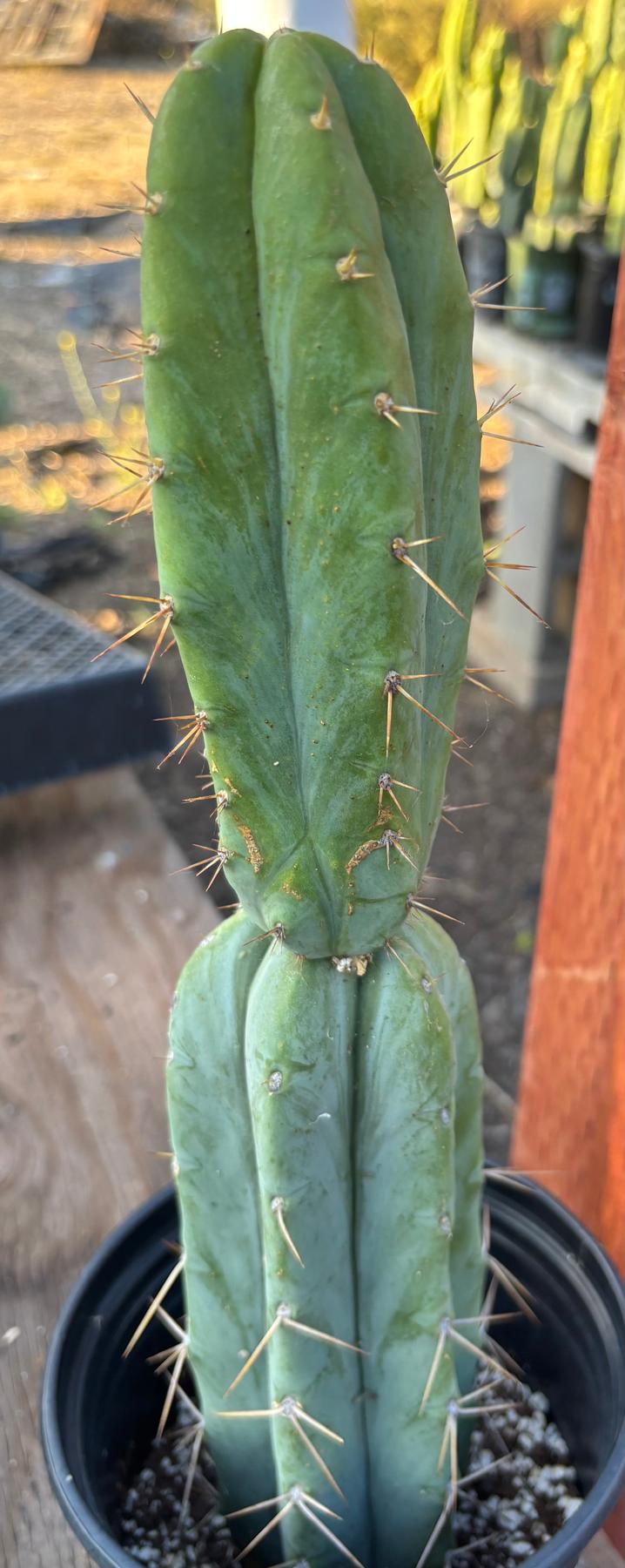 #EC346 EXACT Trichocereus Pachanoi JS444 Cactus 16”-Cactus - Large - Exact-The Succulent Source