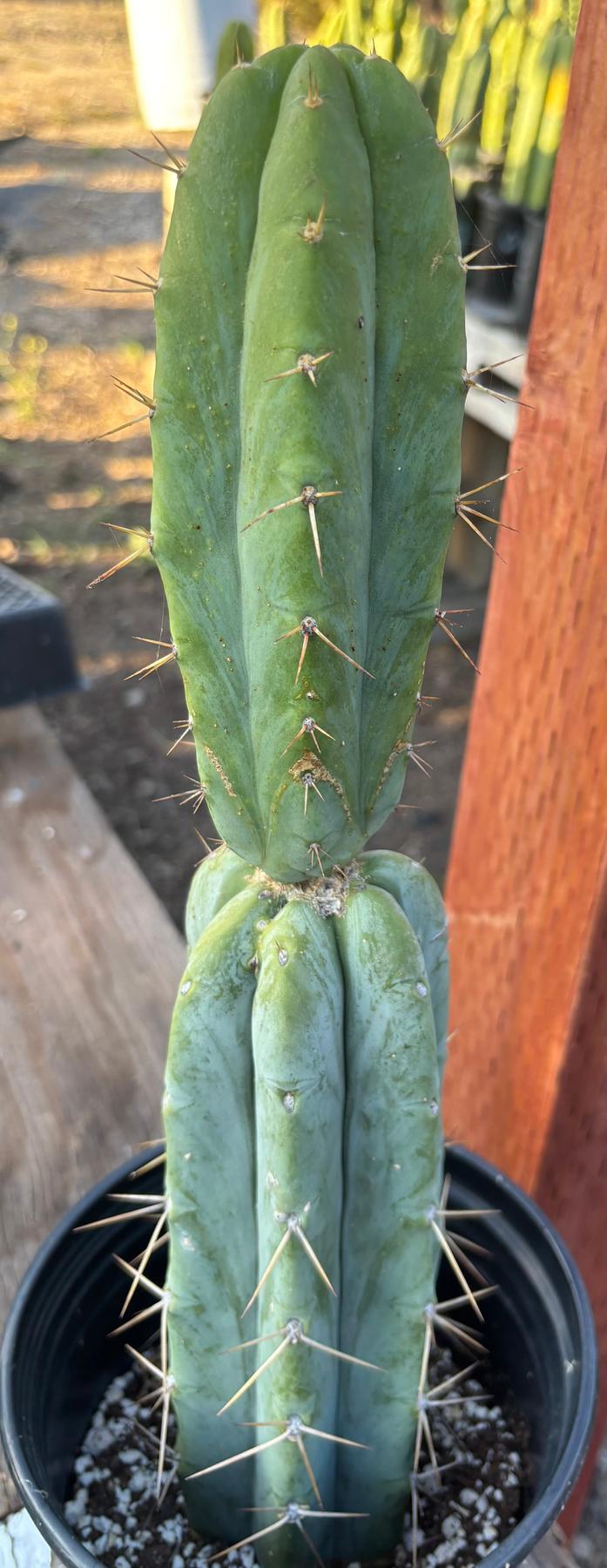 #EC346 EXACT Trichocereus Pachanoi JS444 Cactus 16”-Cactus - Large - Exact-The Succulent Source