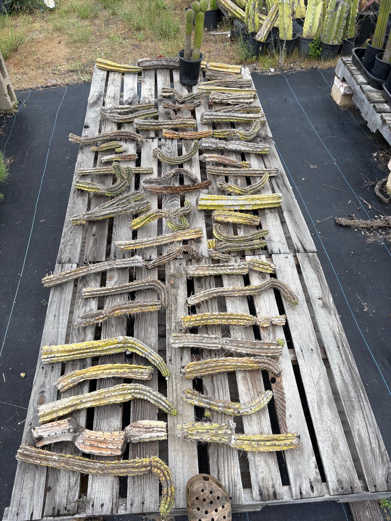 #EC347 EXACT Mixed Trichocereus Super BARGAIN TLC 15 Cactus Cuttings LOT-Cactus - Large - Exact-The Succulent Source