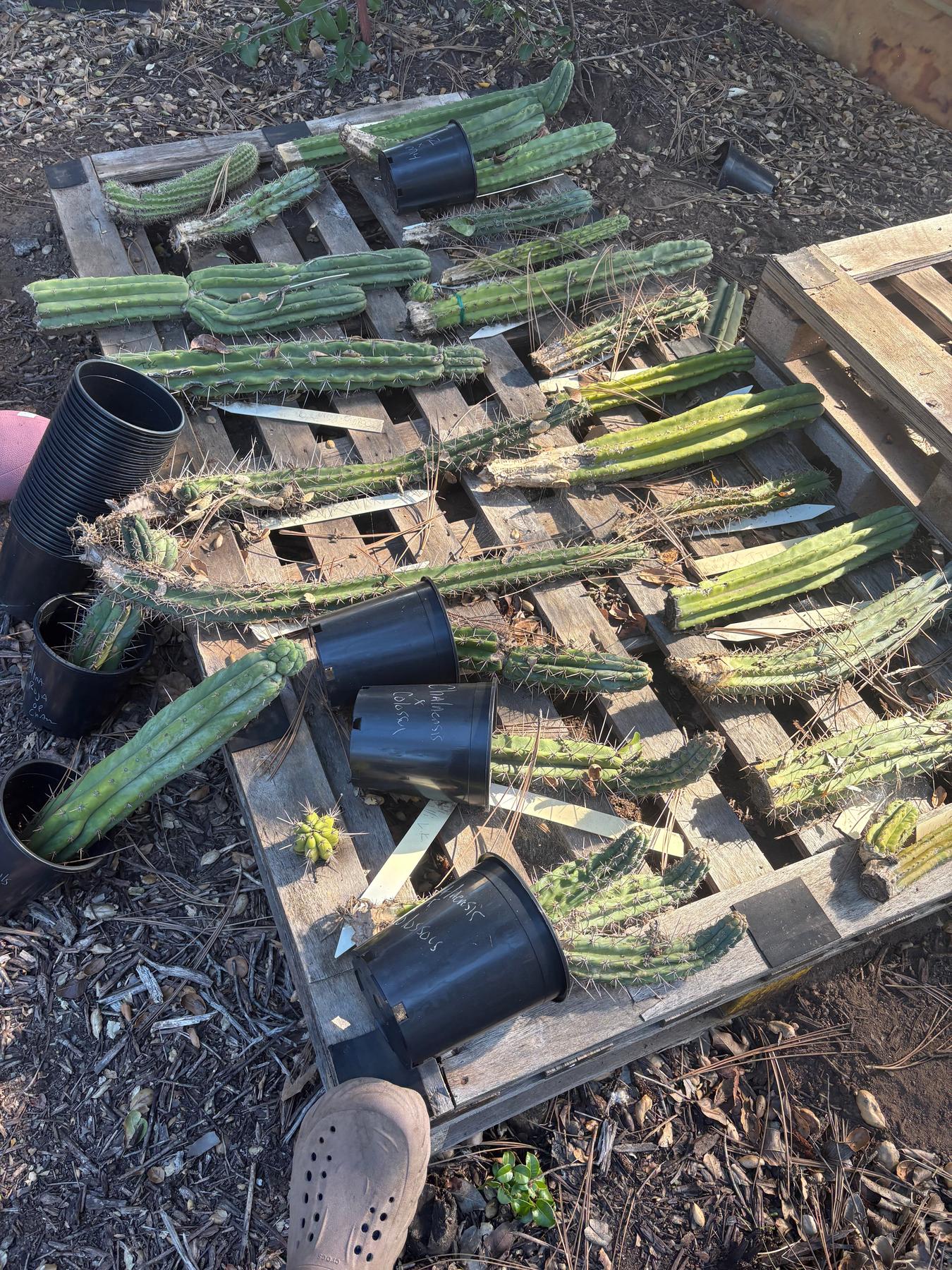 #EC347 EXACT Mixed Trichocereus Super BARGAIN TLC 75”, 150” & 300”+ Cactus Cuttings LOTS-Cactus - Large - Exact-The Succulent Source