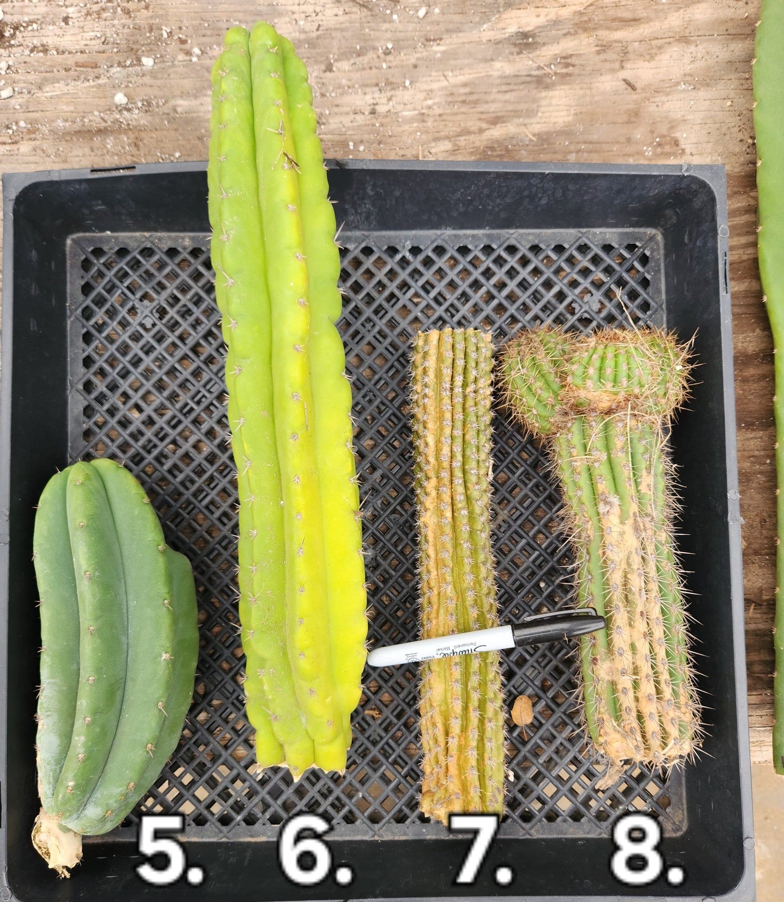#EC347 EXACT Trichocereus BARGAIN TlC Cactus Cuttings 12 LOT-Cactus - Large - Exact-The Succulent Source
