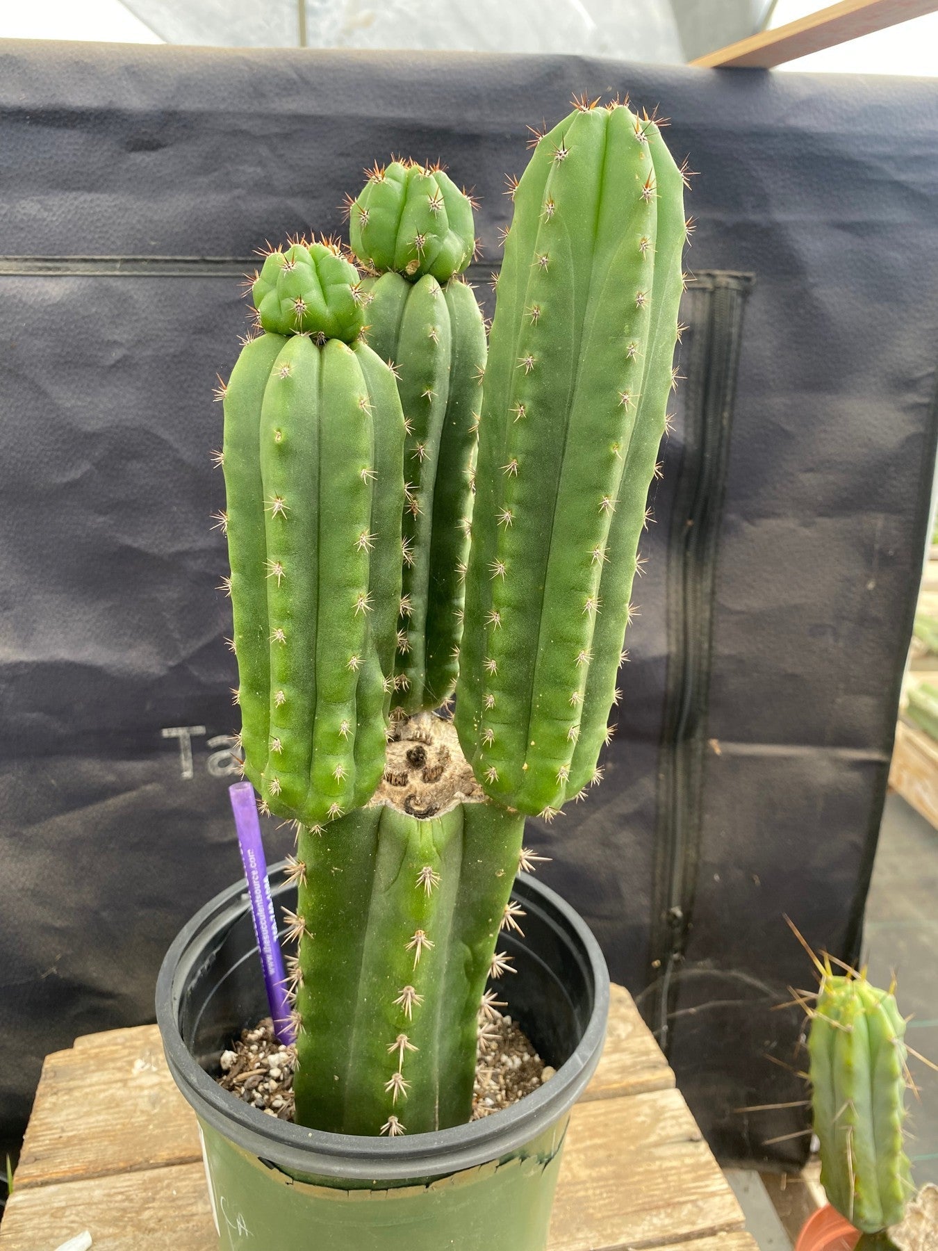 #EC348 EXACT Trichocereus Cactus 13.5”-Cactus - Large - Exact-The Succulent Source
