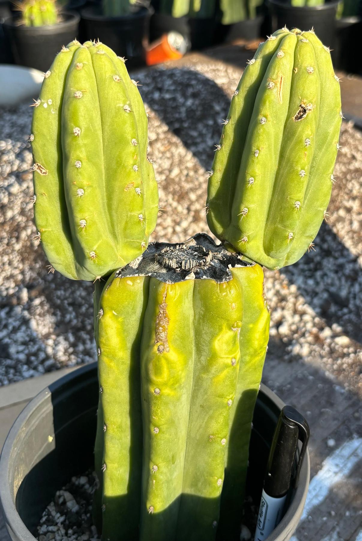 #EC348 EXACT Trichocereus Pachanoi DeCosta Cactus 11.5”-Cactus - Large - Exact-The Succulent Source