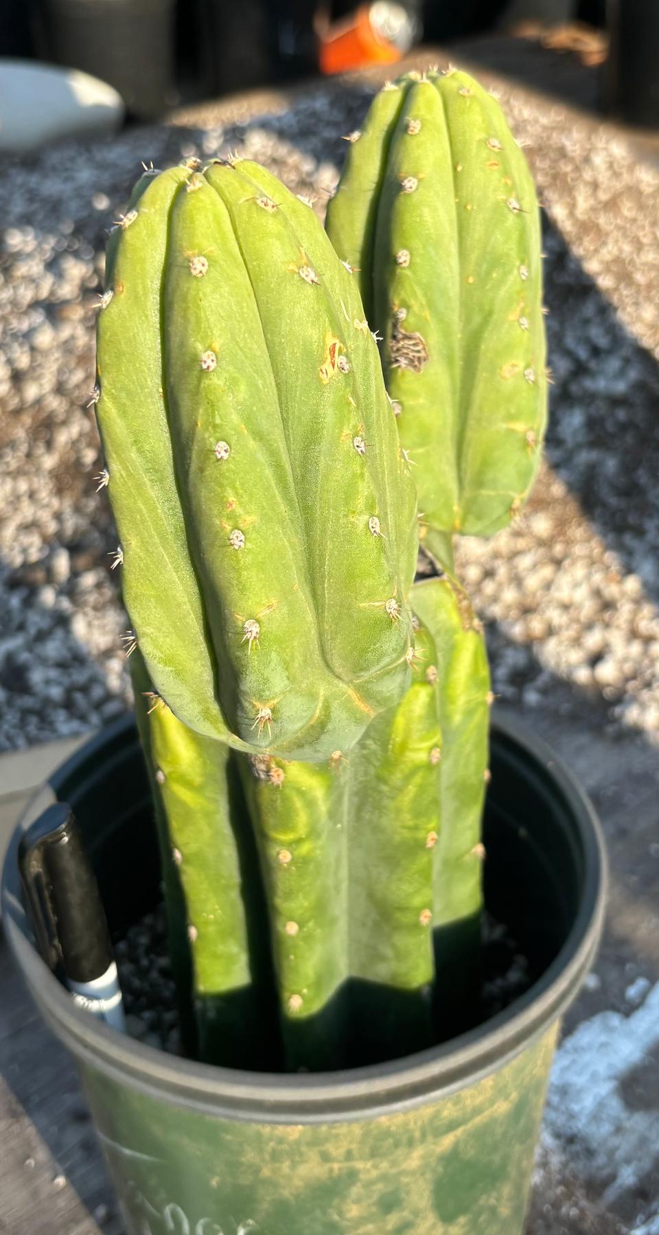 #EC348 EXACT Trichocereus Pachanoi DeCosta Cactus 11.5”-Cactus - Large - Exact-The Succulent Source