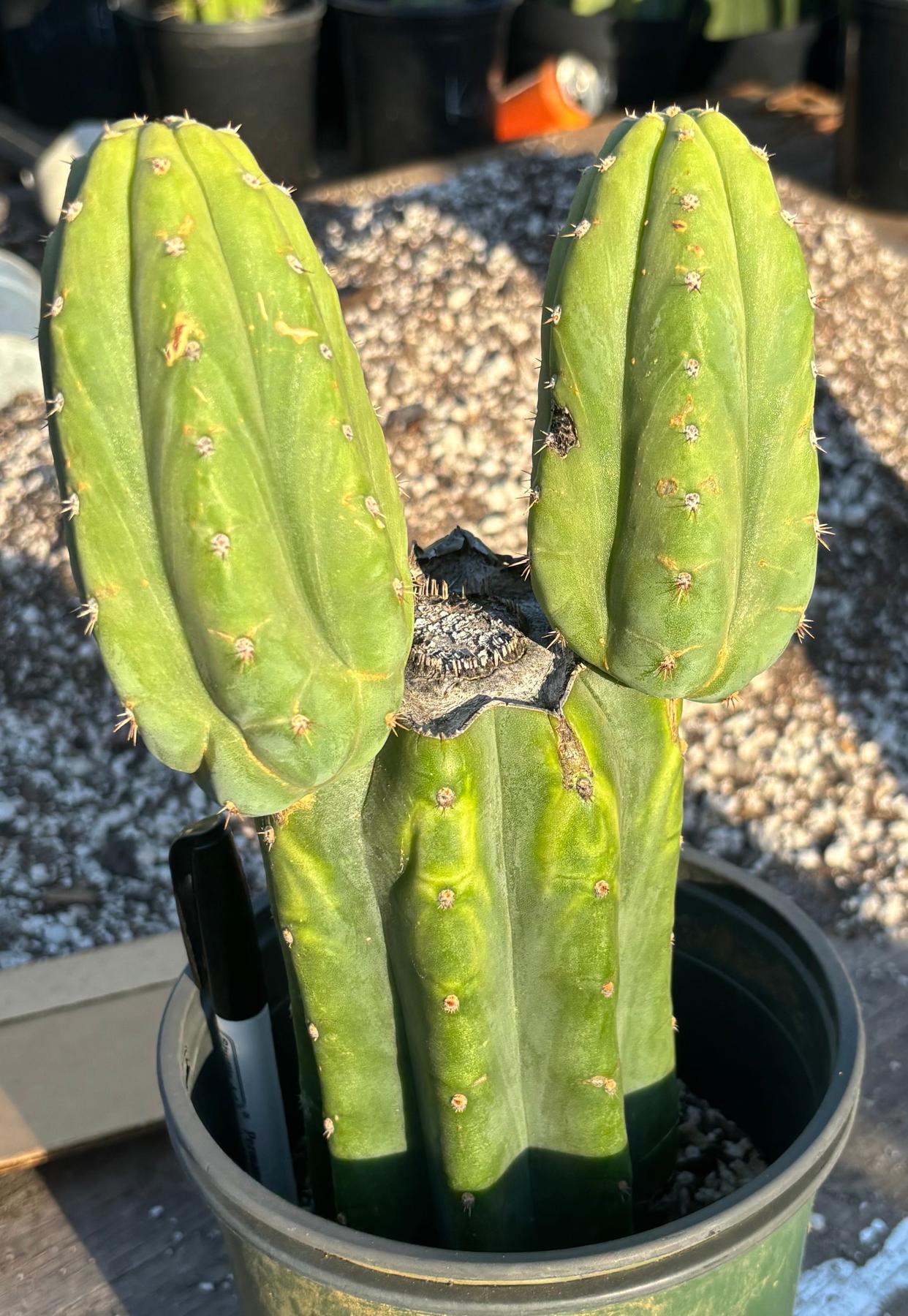 #EC348 EXACT Trichocereus Pachanoi DeCosta Cactus 11.5”-Cactus - Large - Exact-The Succulent Source