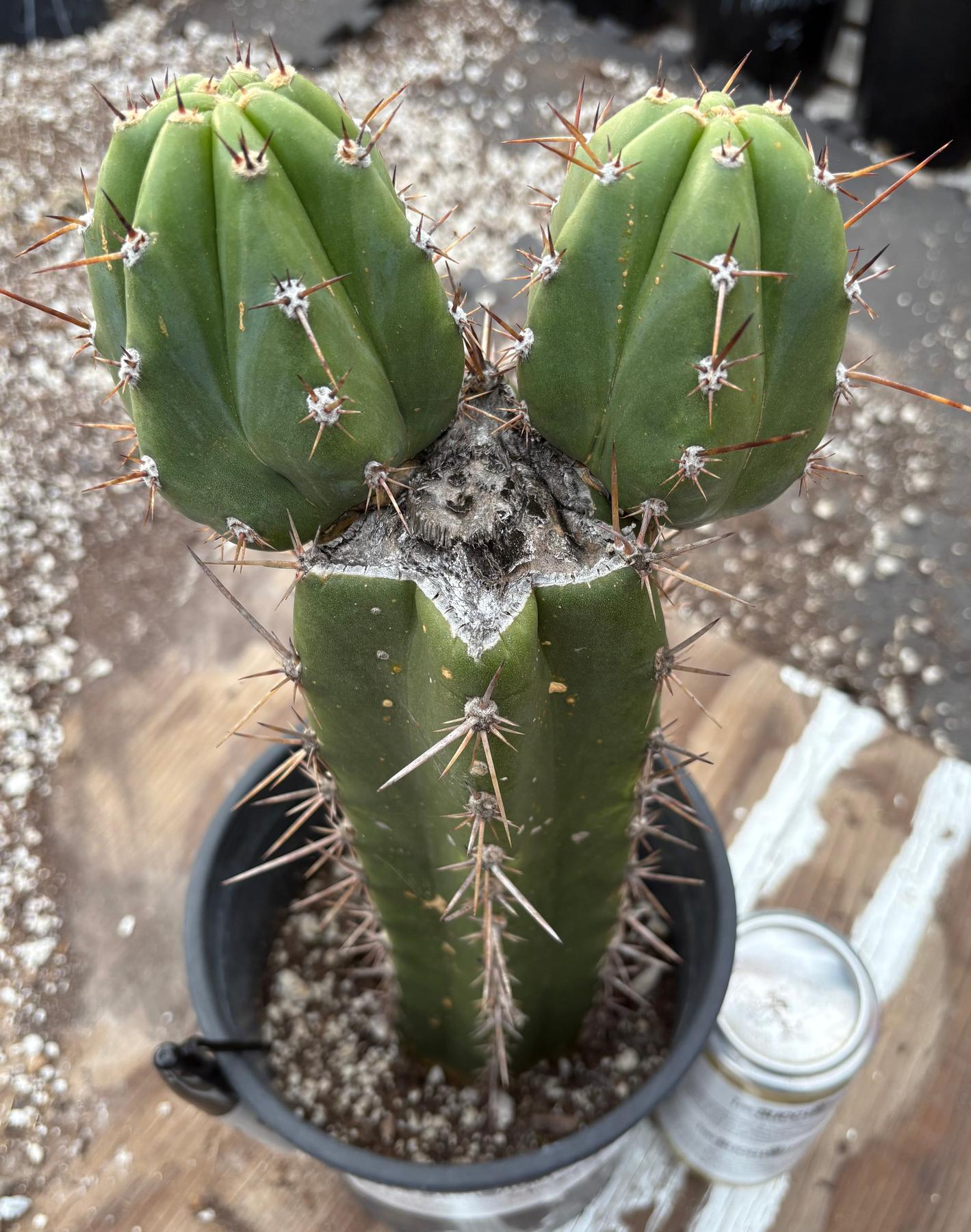 #EC349 EXACT Trichocereus Pachanoi Sohongopamba OP Chavin 12”-Cactus - Large - Exact-The Succulent Source
