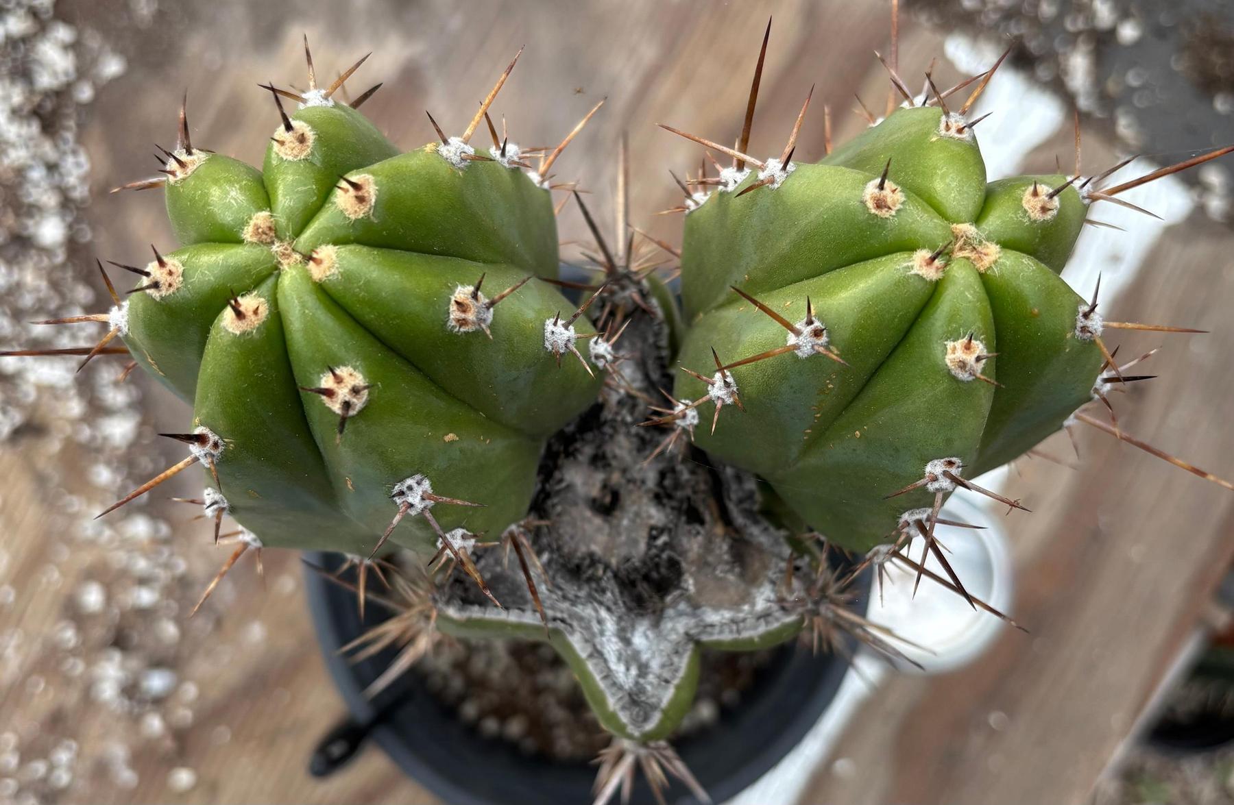 #EC349 EXACT Trichocereus Pachanoi Sohongopamba OP Chavin 12”-Cactus - Large - Exact-The Succulent Source