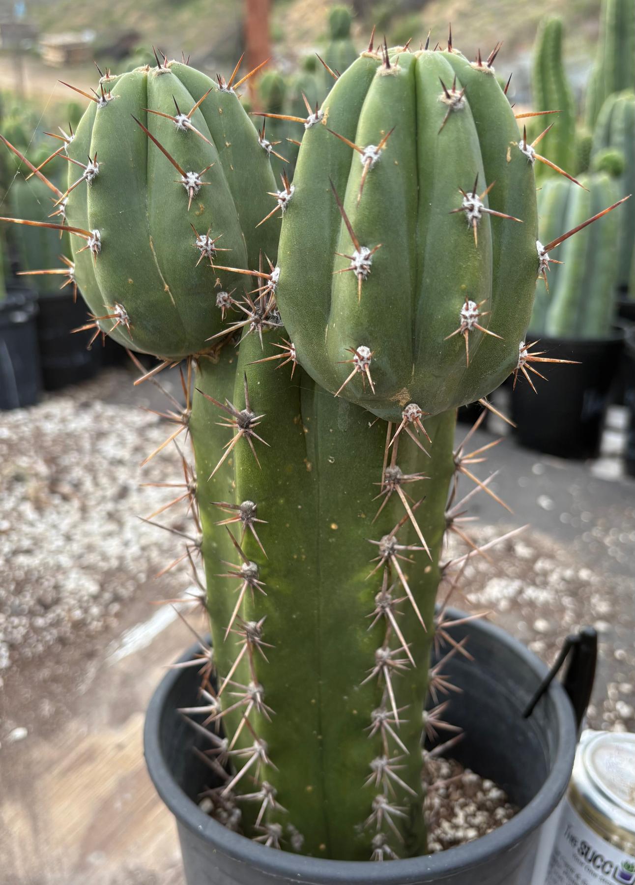 #EC349 EXACT Trichocereus Pachanoi Sohongopamba OP Chavin 12”-Cactus - Large - Exact-The Succulent Source
