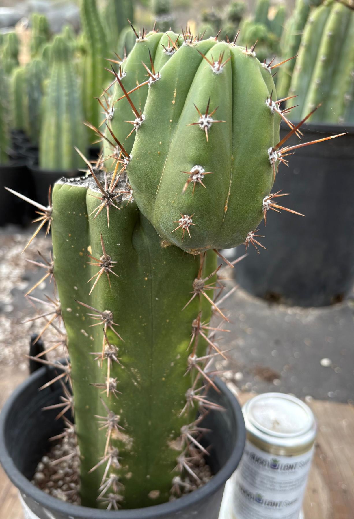 #EC349 EXACT Trichocereus Pachanoi Sohongopamba OP Chavin 12”-Cactus - Large - Exact-The Succulent Source