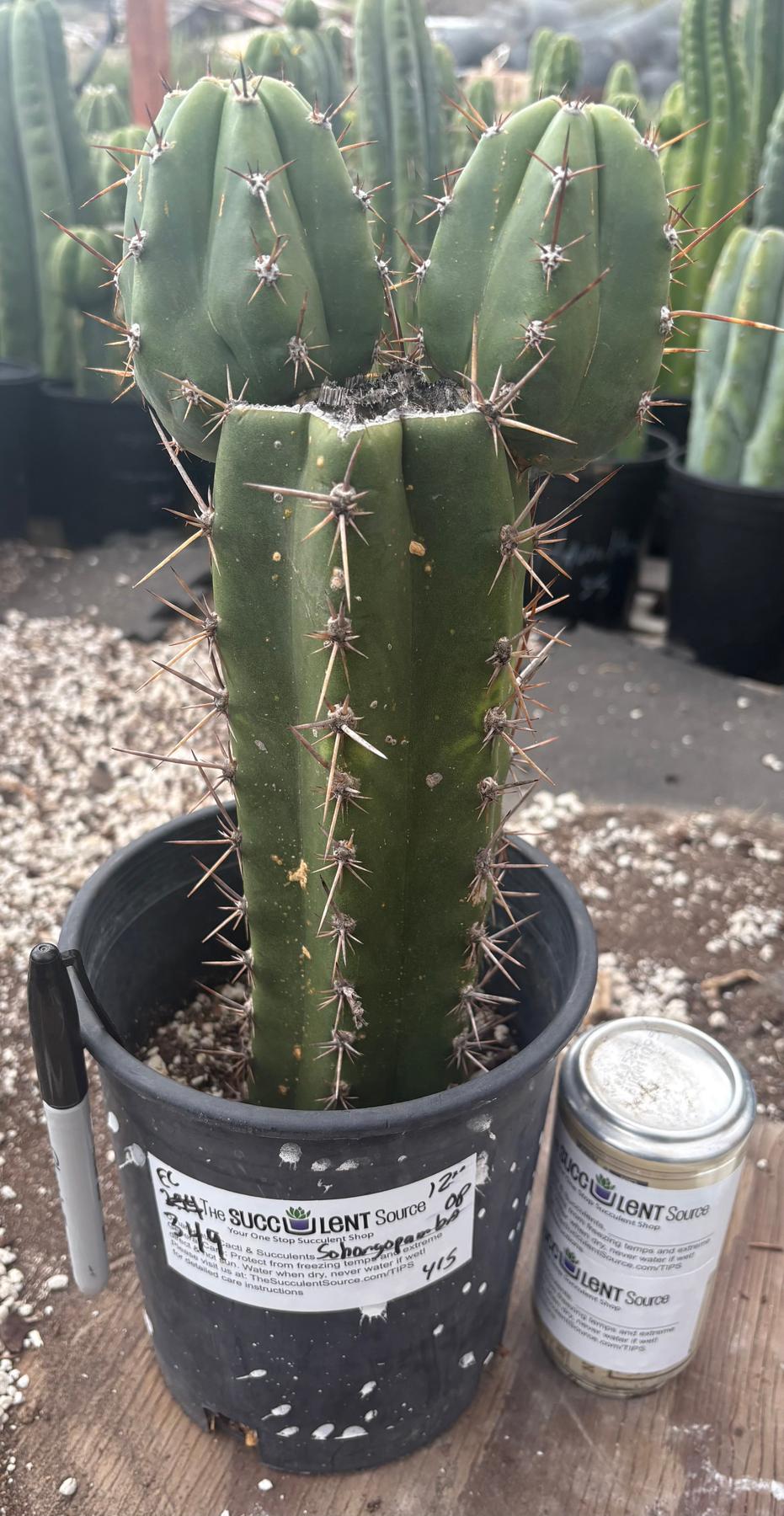#EC349 EXACT Trichocereus Pachanoi Sohongopamba OP Chavin 12”-Cactus - Large - Exact-The Succulent Source