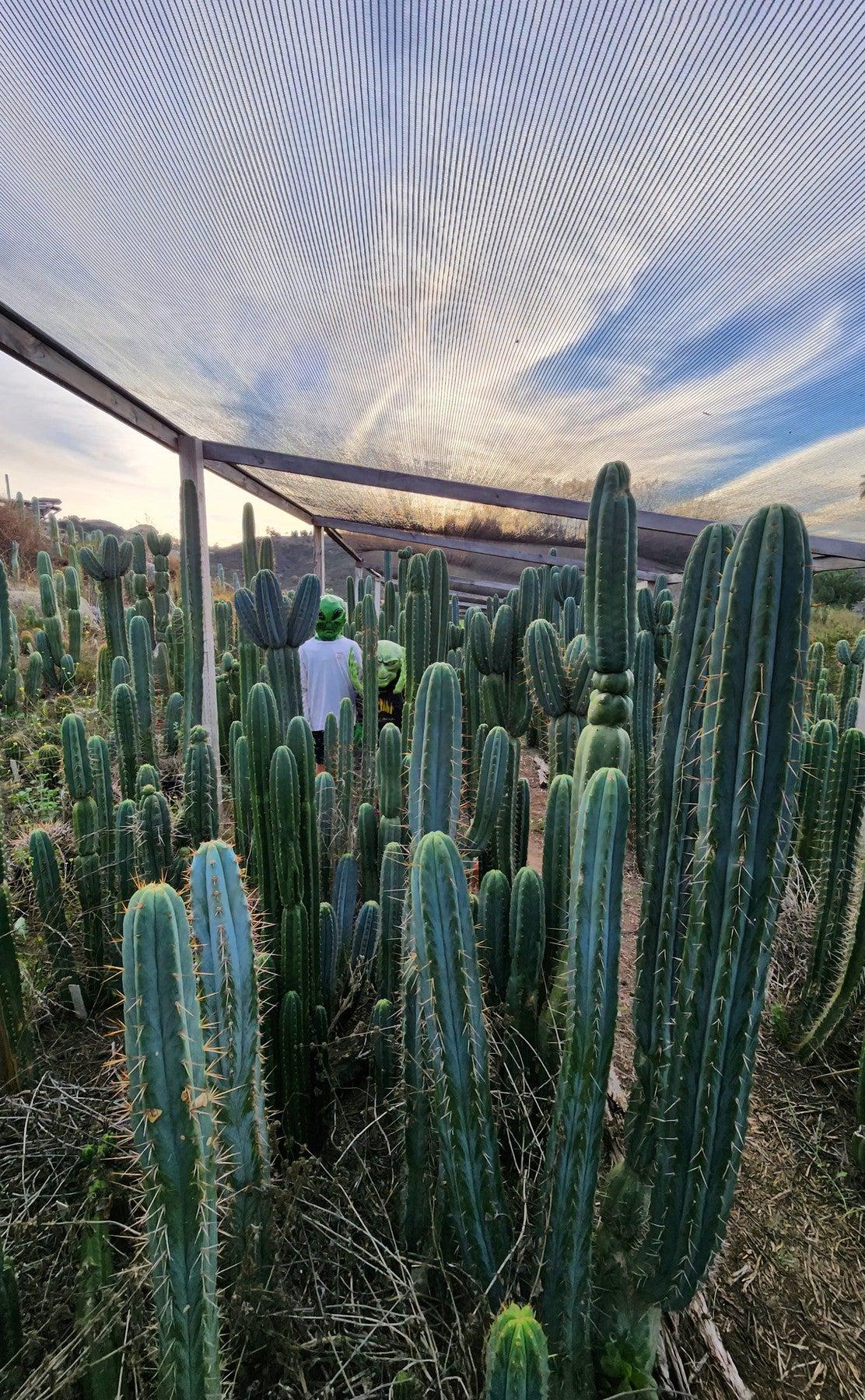 #EC35 EXACT Trichocereus SLOP Cutts from the Aliens-Cactus - Large - Exact-The Succulent Source
