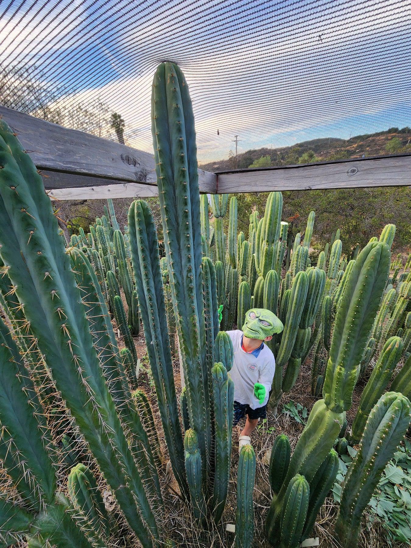 #EC35 EXACT Trichocereus SLOP Cutts from the Aliens-Cactus - Large - Exact-The Succulent Source