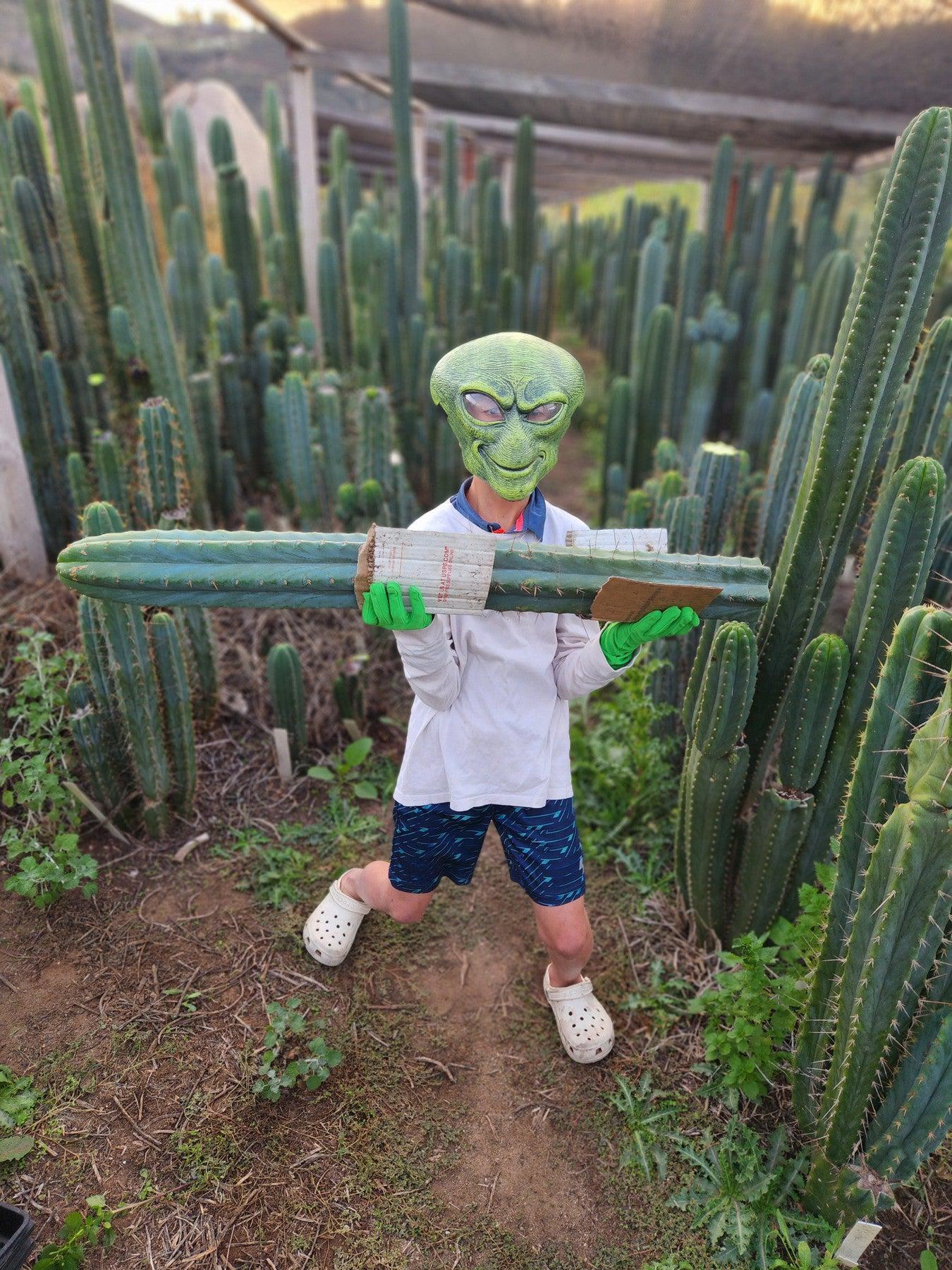 #EC35 EXACT Trichocereus SLOP Cutts from the Aliens-Cactus - Large - Exact-The Succulent Source