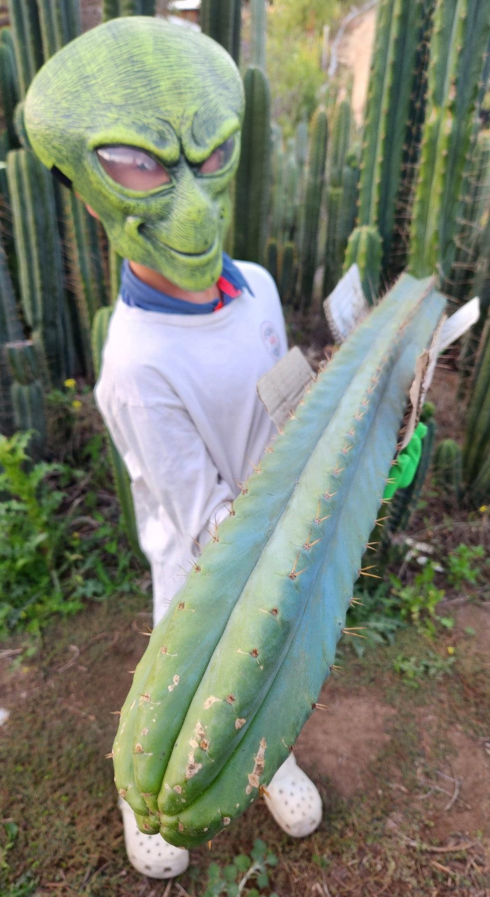 #EC35 EXACT Trichocereus SLOP Cutts from the Aliens-Cactus - Large - Exact-The Succulent Source
