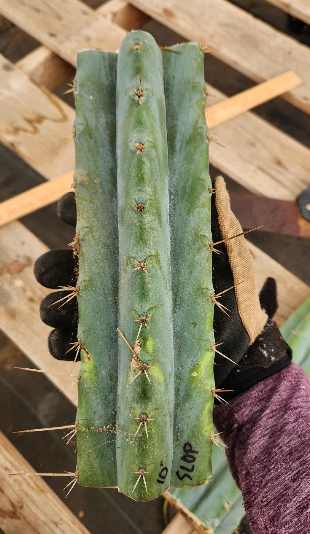 #EC35 EXACT Trichocereus SLOP Cutts from the Aliens-Cactus - Large - Exact-The Succulent Source