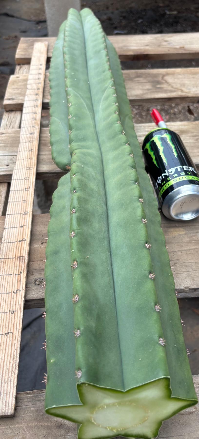 #EC350 EXACT Trichocereus Peruvianus Long Spine X Short Spine 38”-Cactus - Large - Exact-The Succulent Source