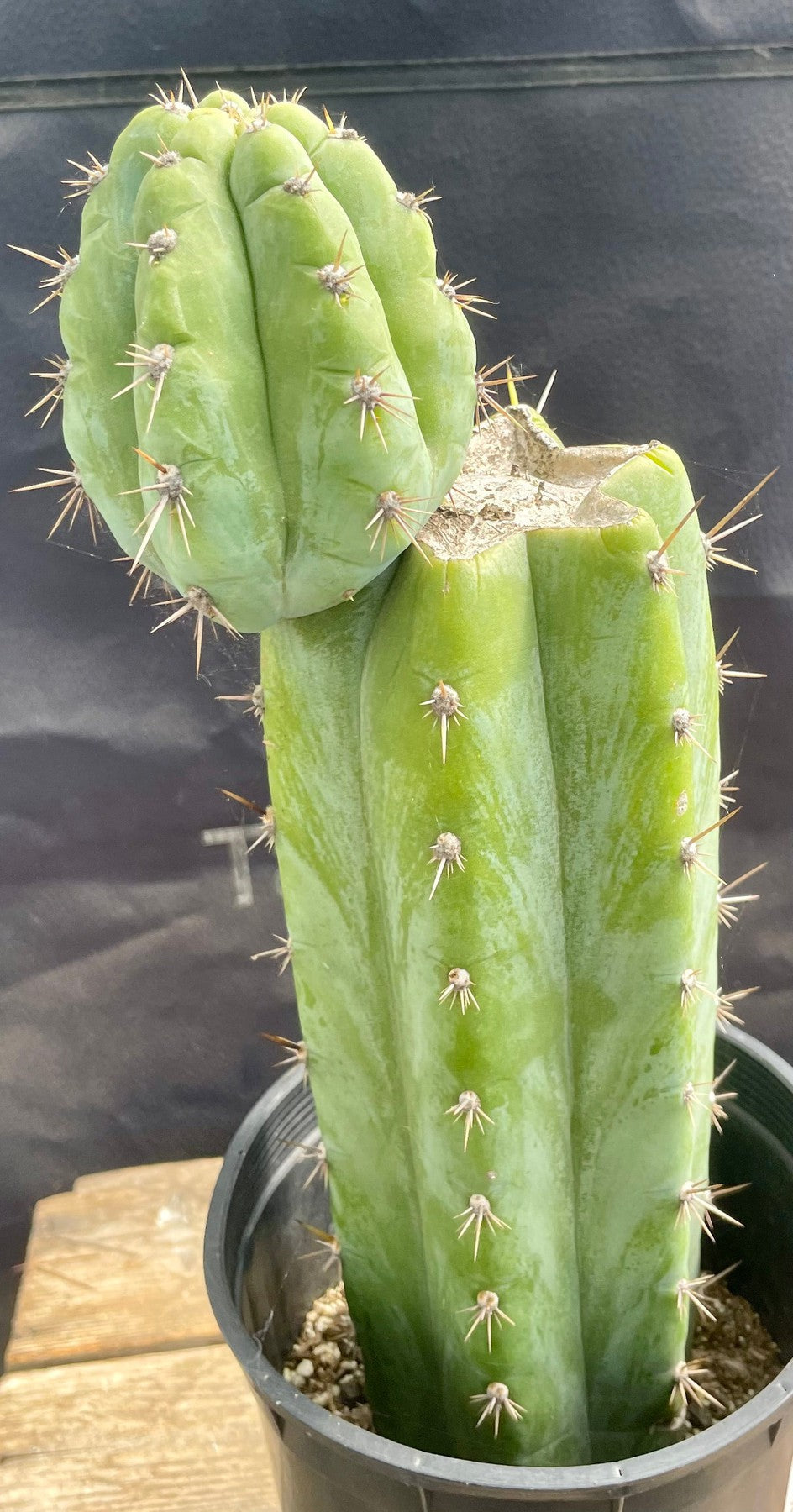 #EC350 EXACT Trichocereus Lost Label Cactus 13"-Cactus - Large - Exact-The Succulent Source
