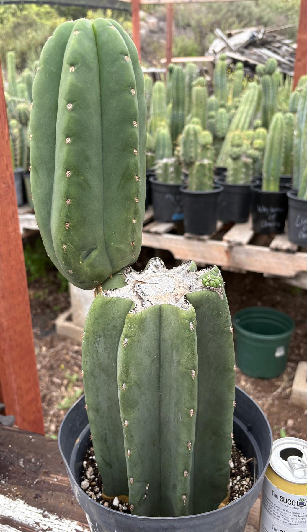 #EC350 EXACT Trichocereus Peruvianus Long Spine X NZ Scopulicola Cactus 16.5”-Cactus - Large - Exact-The Succulent Source