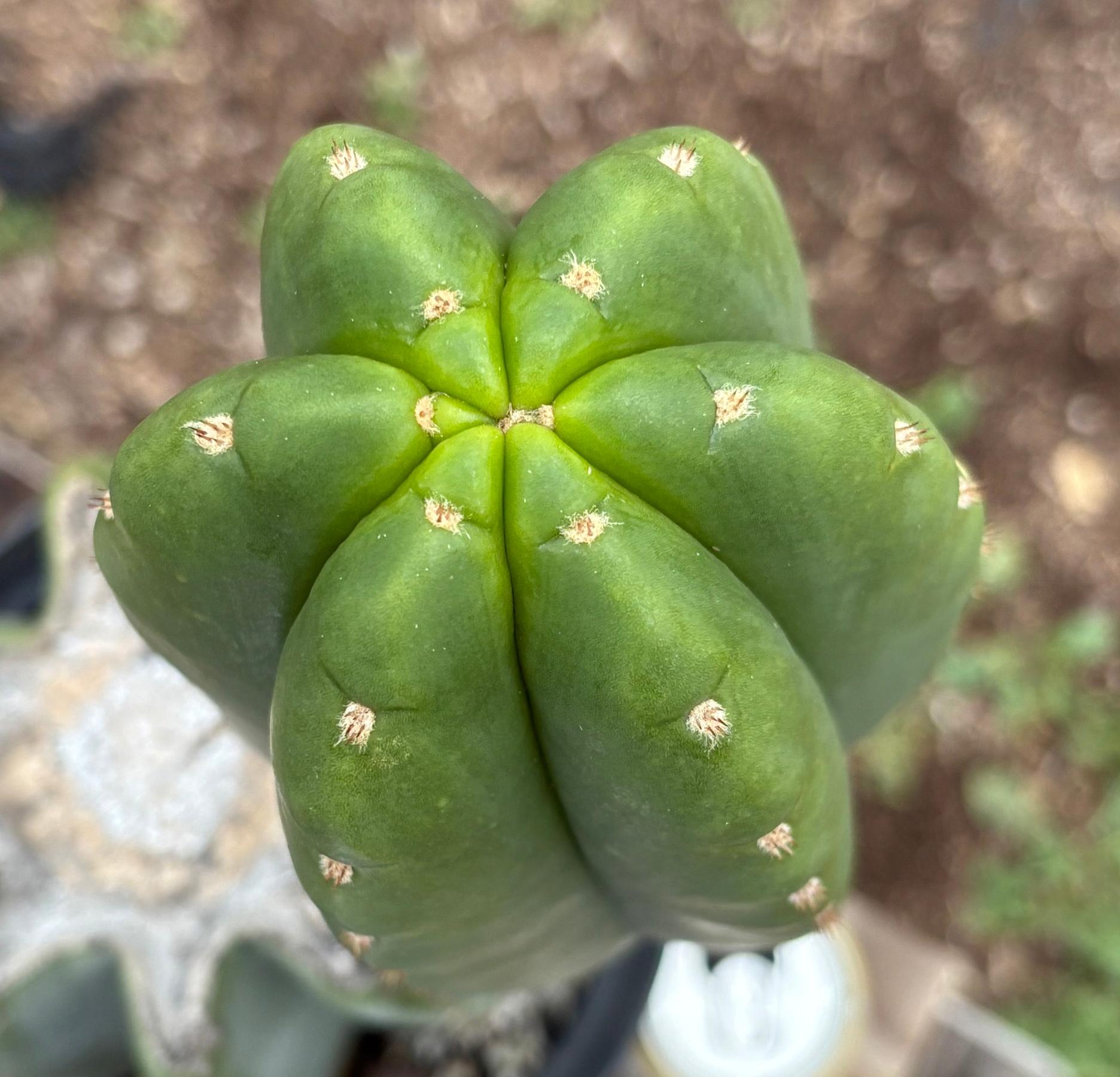 #EC350 EXACT Trichocereus Peruvianus Long Spine X NZ Scopulicola Cactus 16.5”-Cactus - Large - Exact-The Succulent Source