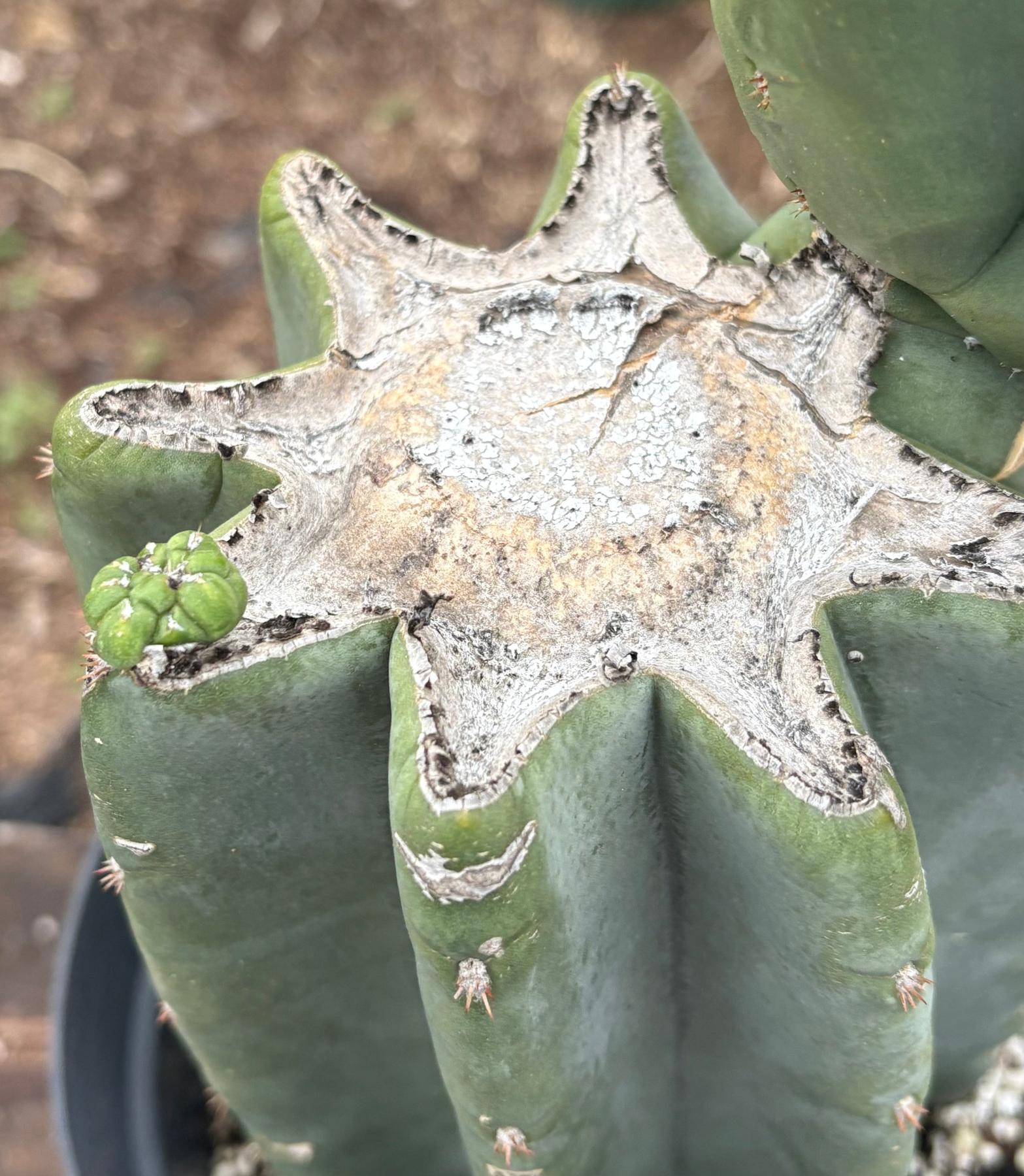 #EC350 EXACT Trichocereus Peruvianus Long Spine X NZ Scopulicola Cactus 16.5”-Cactus - Large - Exact-The Succulent Source