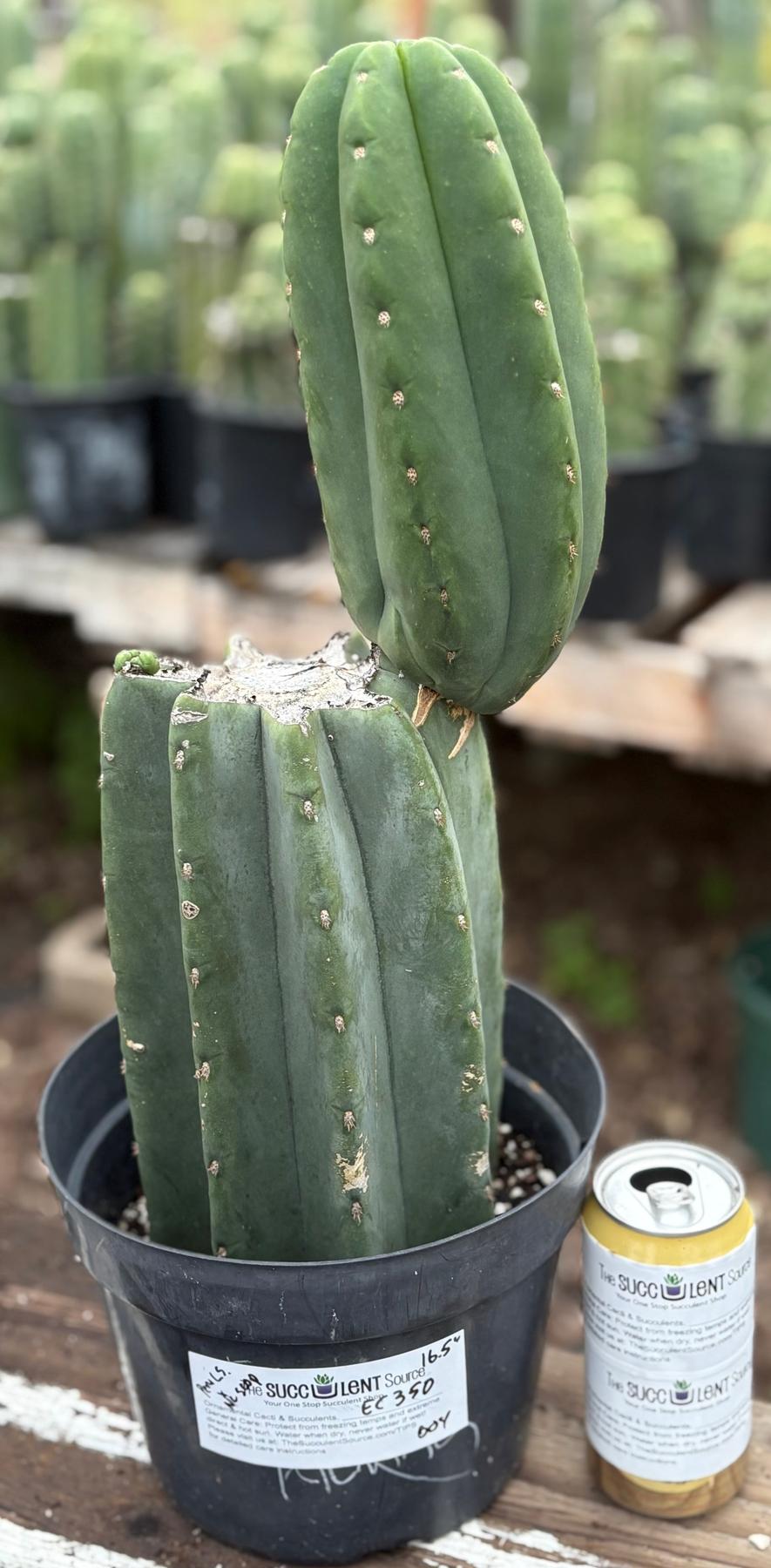 #EC350 EXACT Trichocereus Peruvianus Long Spine X NZ Scopulicola Cactus 16.5”-Cactus - Large - Exact-The Succulent Source
