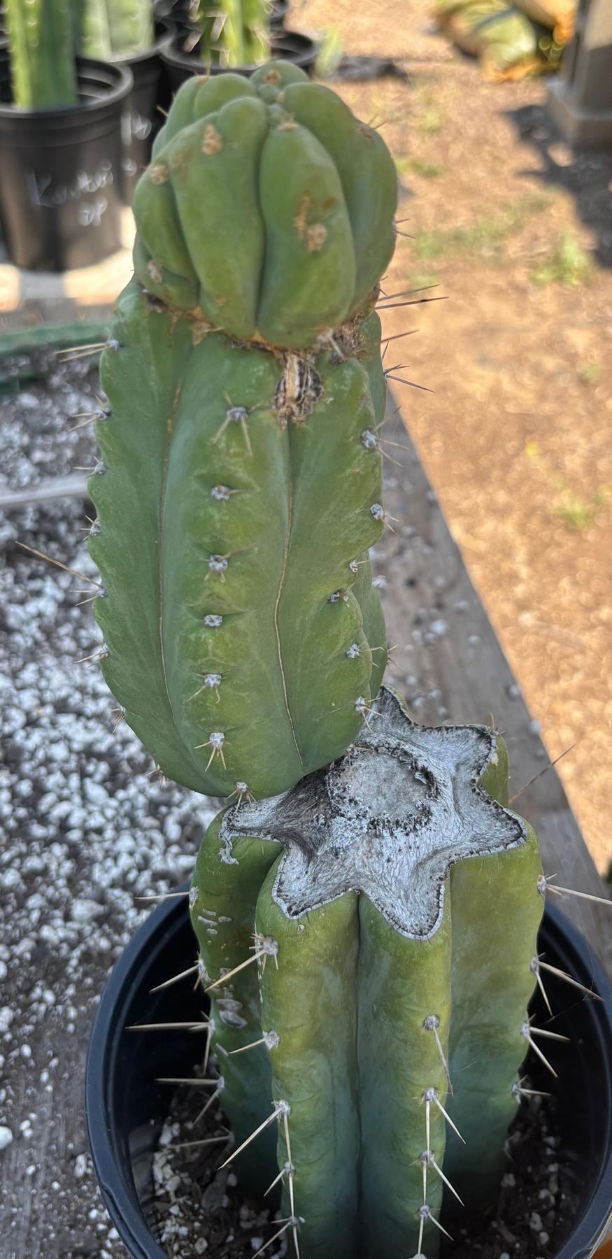 #EC351 EXACT Trichocereus Bridgesii SS02 X Pachanoi Yowie Cactus 14”-Cactus - Large - Exact-The Succulent Source