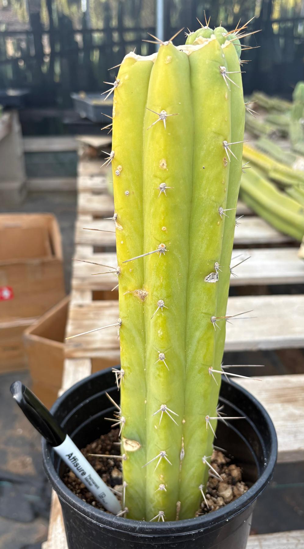 #EC351 EXACT Trichocereus Bridgesii SS02 X Pachanoi Yowie Cactus 14”-Cactus - Large - Exact-The Succulent Source