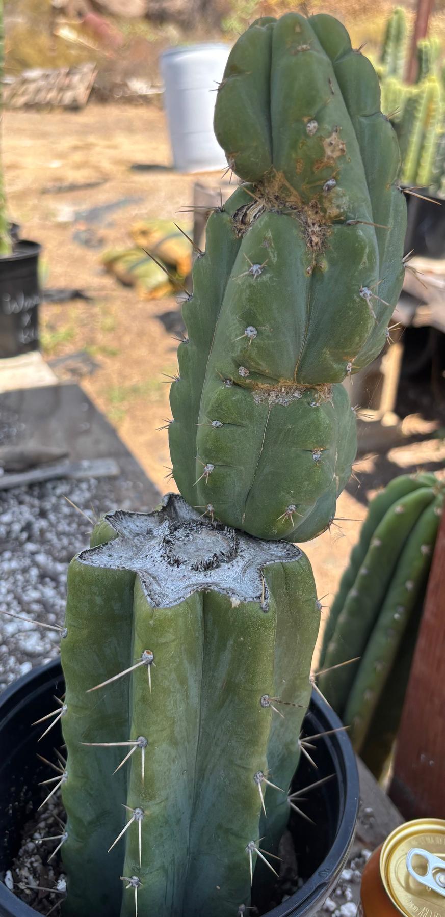 #EC351 EXACT Trichocereus Bridgesii SS02 X Pachanoi Yowie Cactus 14”-Cactus - Large - Exact-The Succulent Source