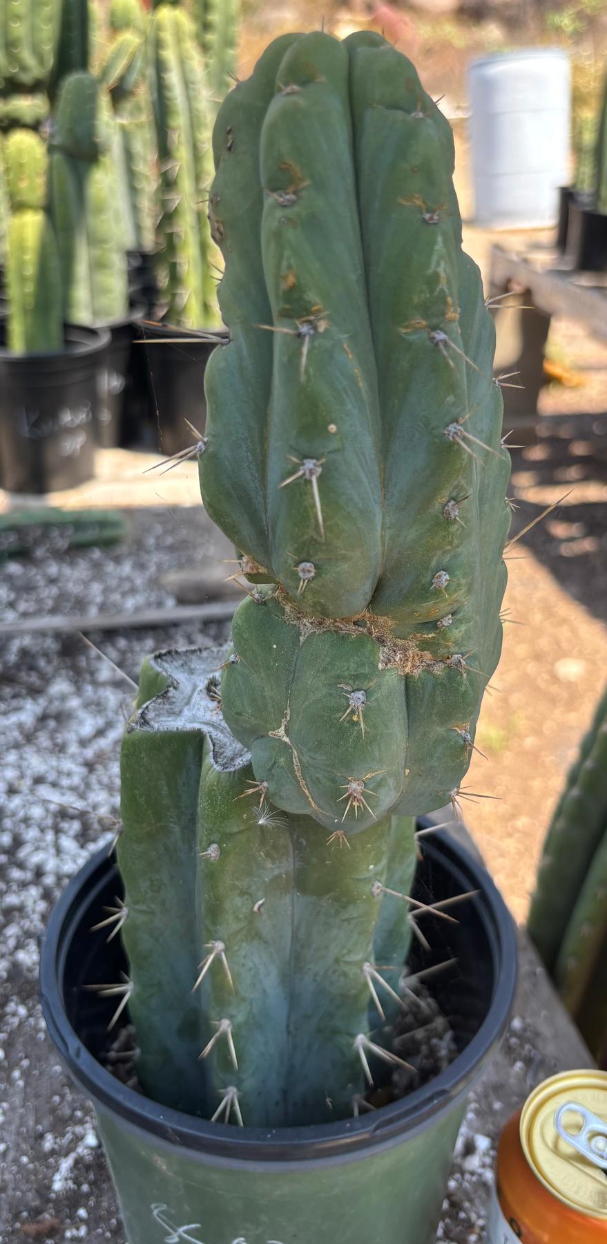 #EC351 EXACT Trichocereus Bridgesii SS02 X Pachanoi Yowie Cactus 14”-Cactus - Large - Exact-The Succulent Source