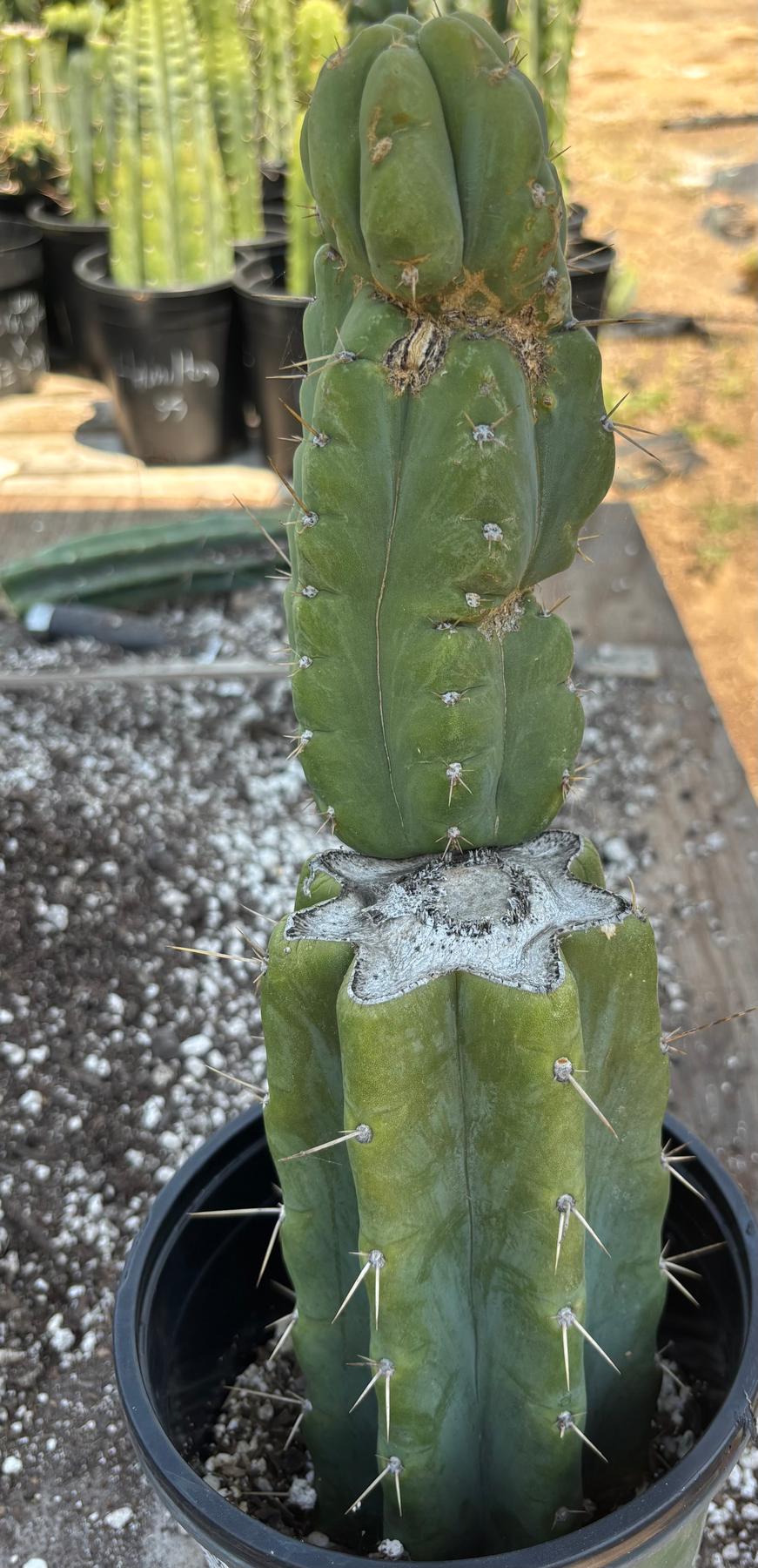 #EC351 EXACT Trichocereus Bridgesii SS02 X Pachanoi Yowie Cactus 14”-Cactus - Large - Exact-The Succulent Source