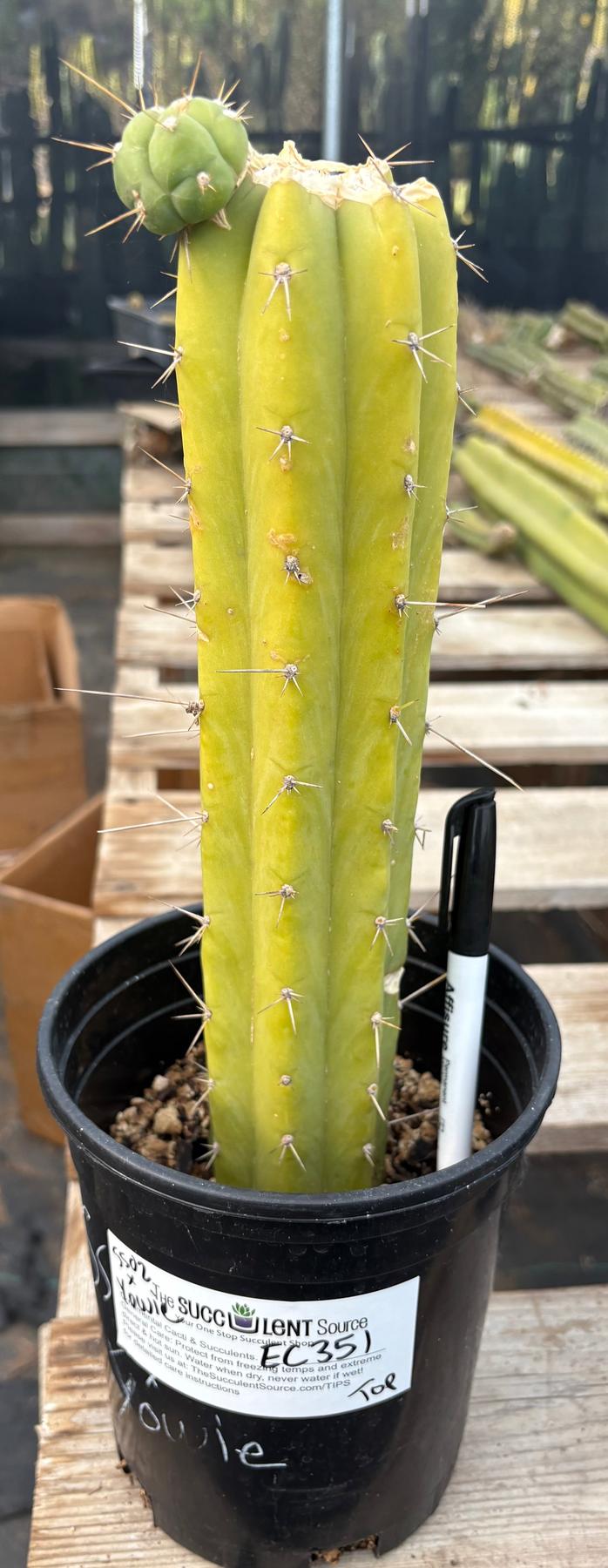 #EC351 EXACT Trichocereus Bridgesii SS02 X Pachanoi Yowie Cactus 14”-Cactus - Large - Exact-The Succulent Source