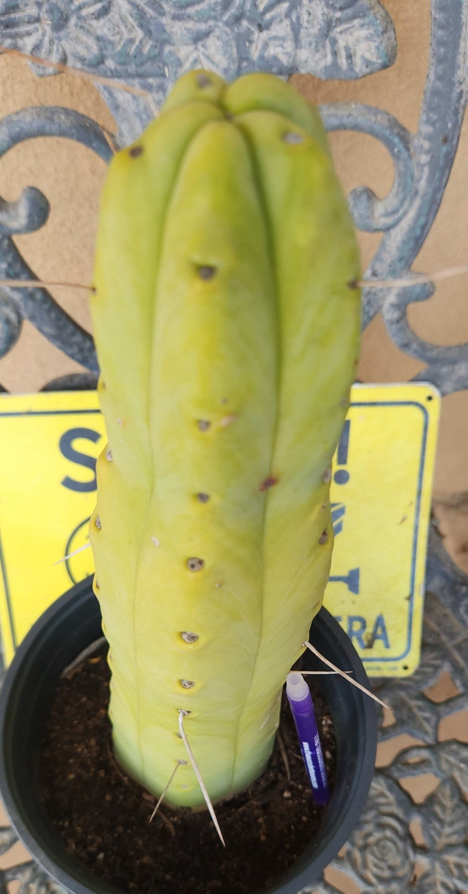 #EC352 EXACT Trichocereus Bridgesii Jiimz Twin Spine Cactus 13"-Cactus - Large - Exact-The Succulent Source