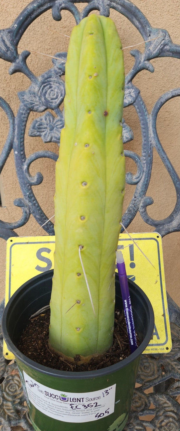 #EC352 EXACT Trichocereus Bridgesii Jiimz Twin Spine Cactus 13"-Cactus - Large - Exact-The Succulent Source