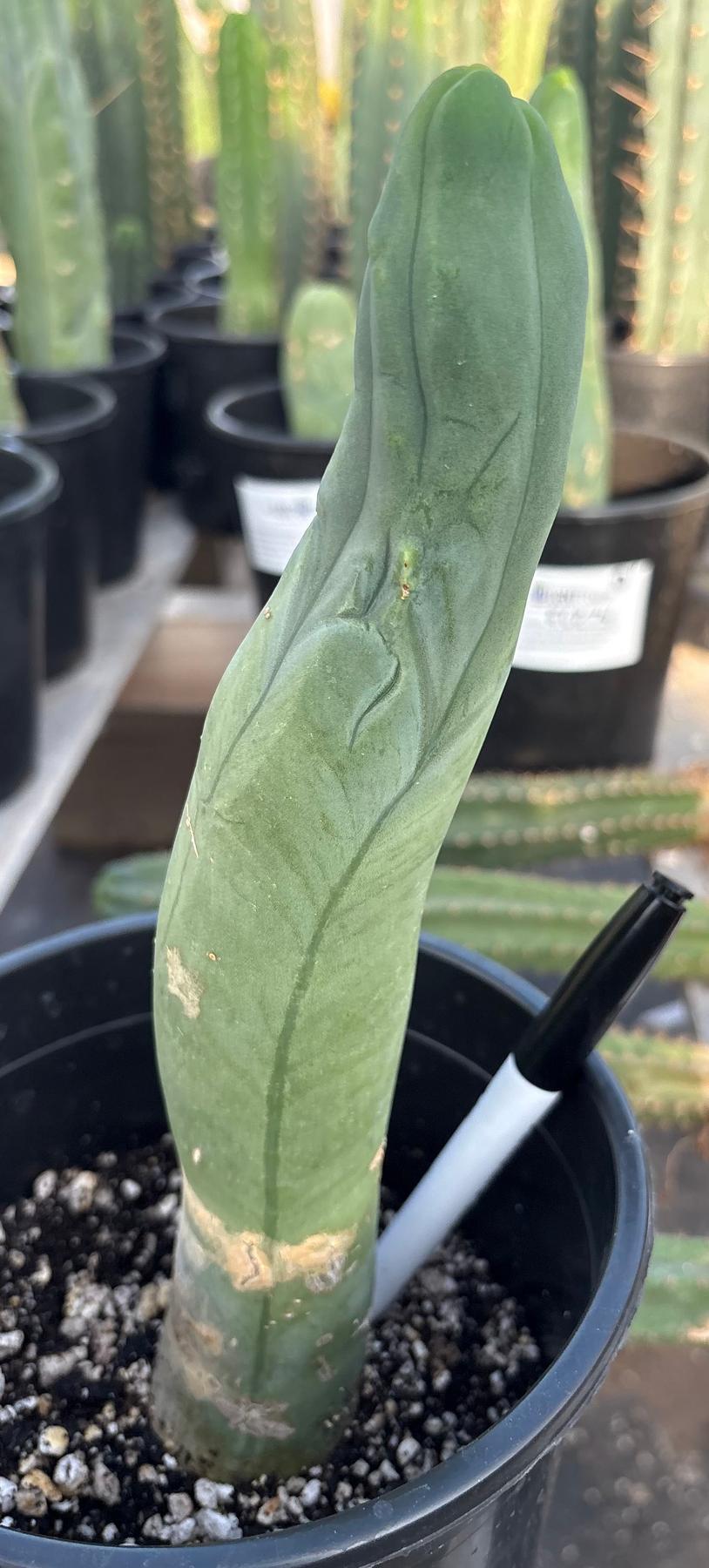 #EC352 EXACT Trichocereus Bridgesii Monstrose TBM Long Form Cactus 10.5"-Cactus - Large - Exact-The Succulent Source