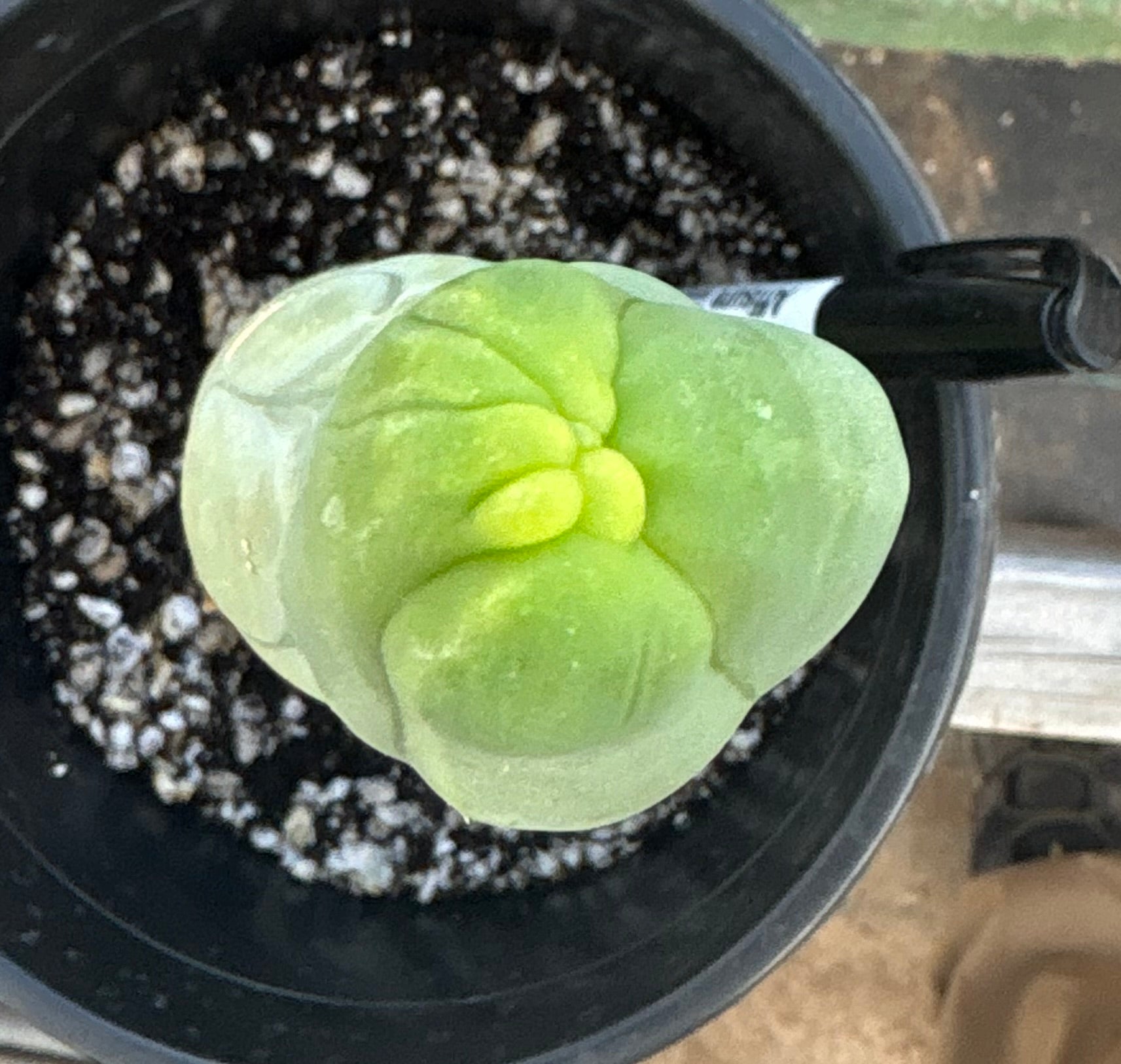 #EC352 EXACT Trichocereus Bridgesii Monstrose TBM Long Form Cactus 10.5"-Cactus - Large - Exact-The Succulent Source
