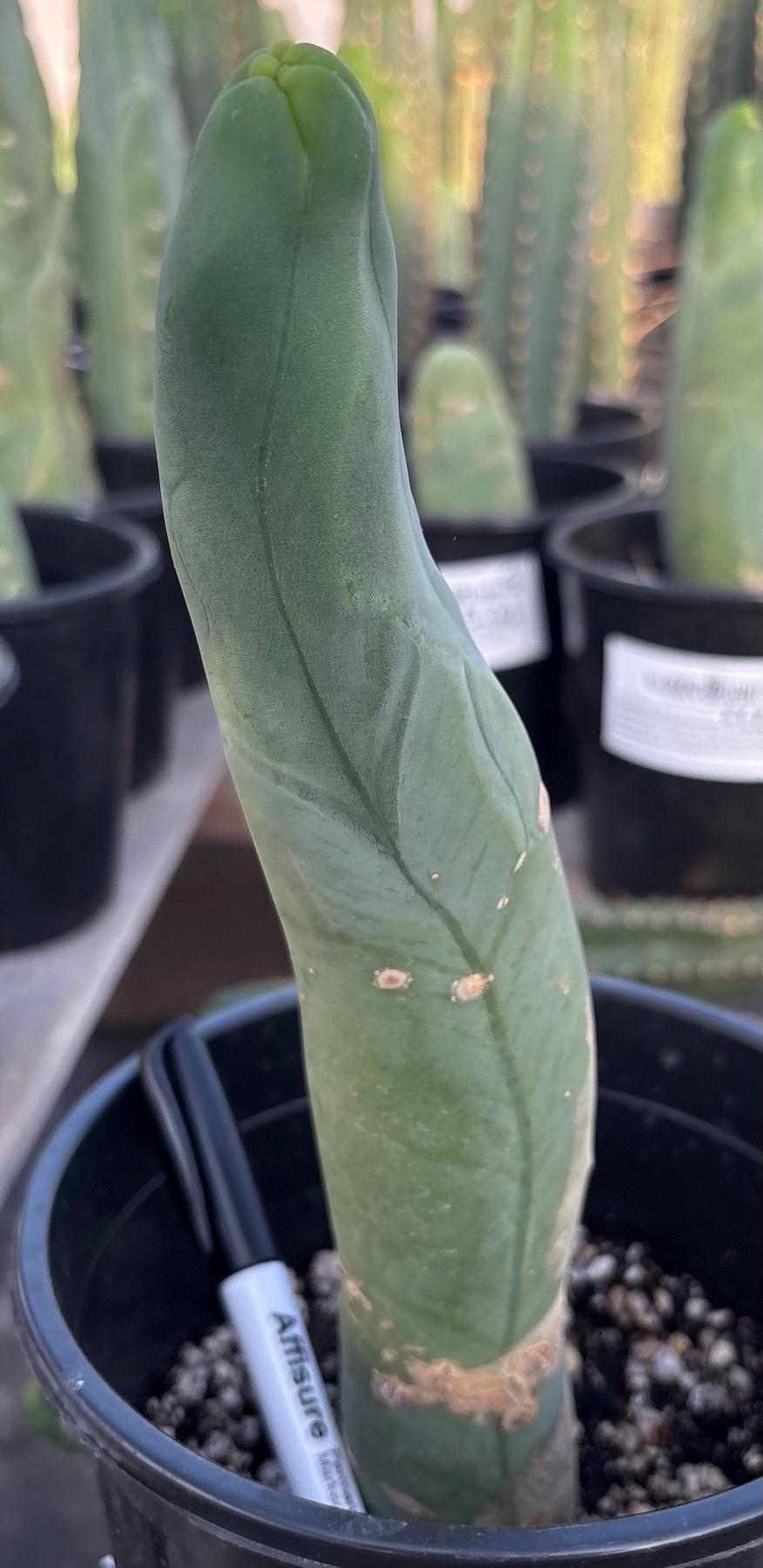 #EC352 EXACT Trichocereus Bridgesii Monstrose TBM Long Form Cactus 10.5"-Cactus - Large - Exact-The Succulent Source