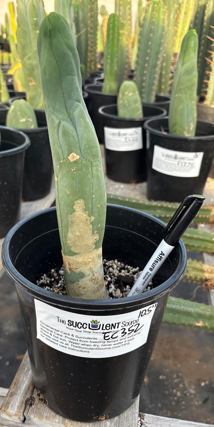San Pedro Cactus for Sale Trichocereus