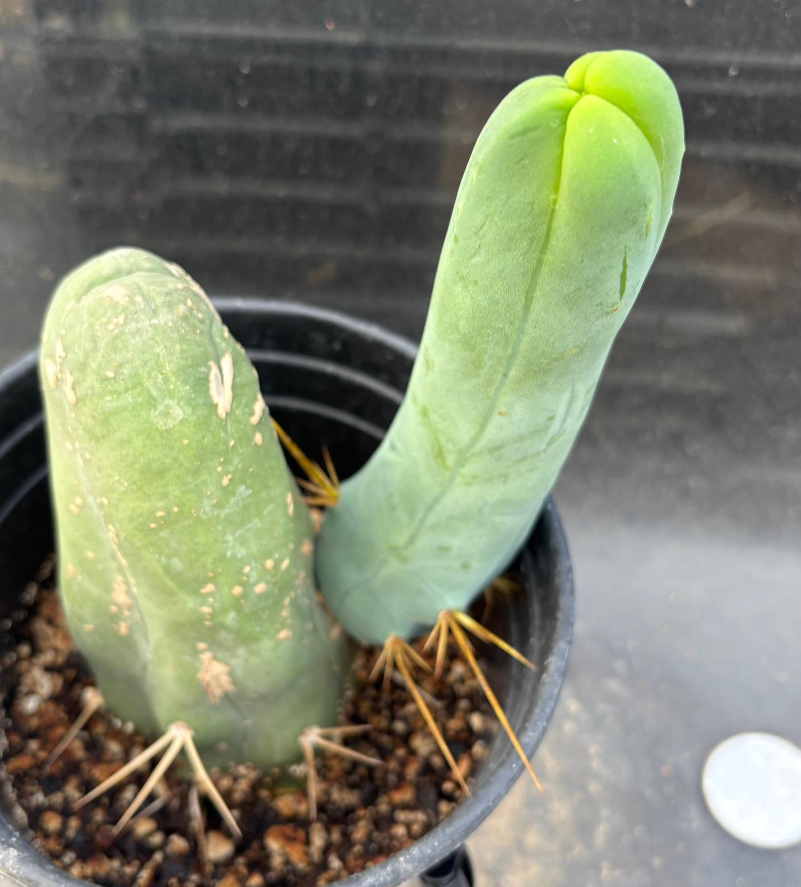 #EC352 EXACT Trichocereus Bridgesii Monstrose TBM Long Form Cactus 8.5"-Cactus - Large - Exact-The Succulent Source