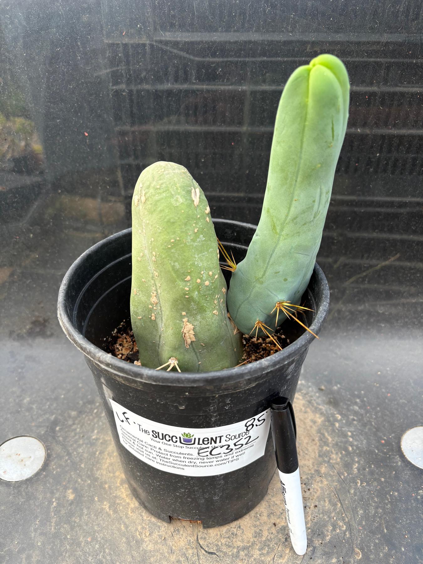 #EC352 EXACT Trichocereus Bridgesii Monstrose TBM Long Form Cactus 8.5"-Cactus - Large - Exact-The Succulent Source